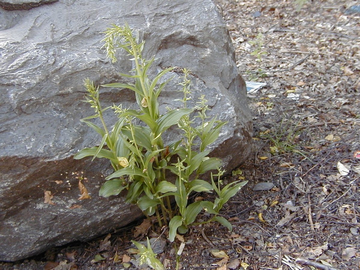 Afficher le média epipactis_helleborine2md epipactis_helleborine2md