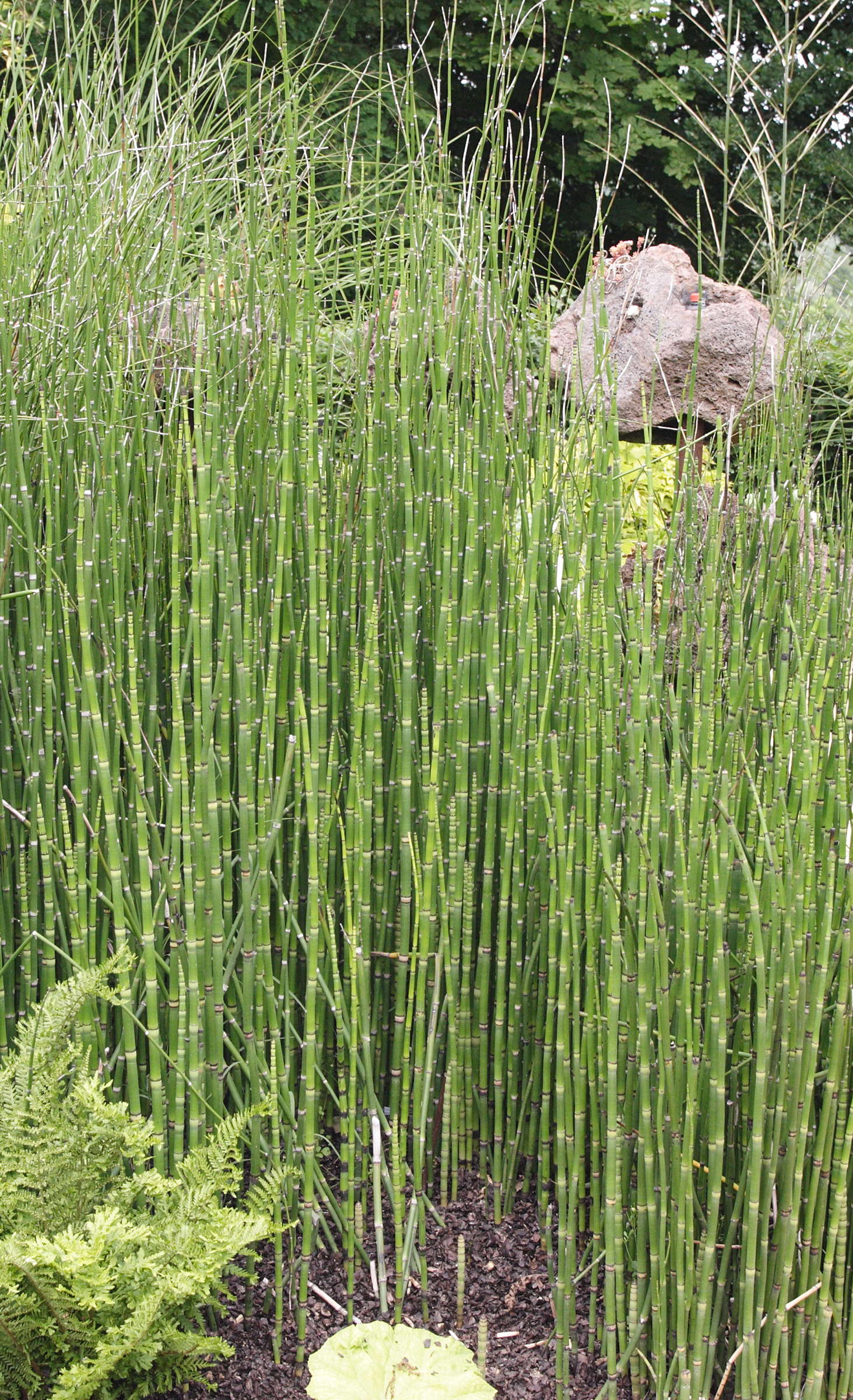 Afficher le média equisetum_japonicum1md equisetum_japonicum1md