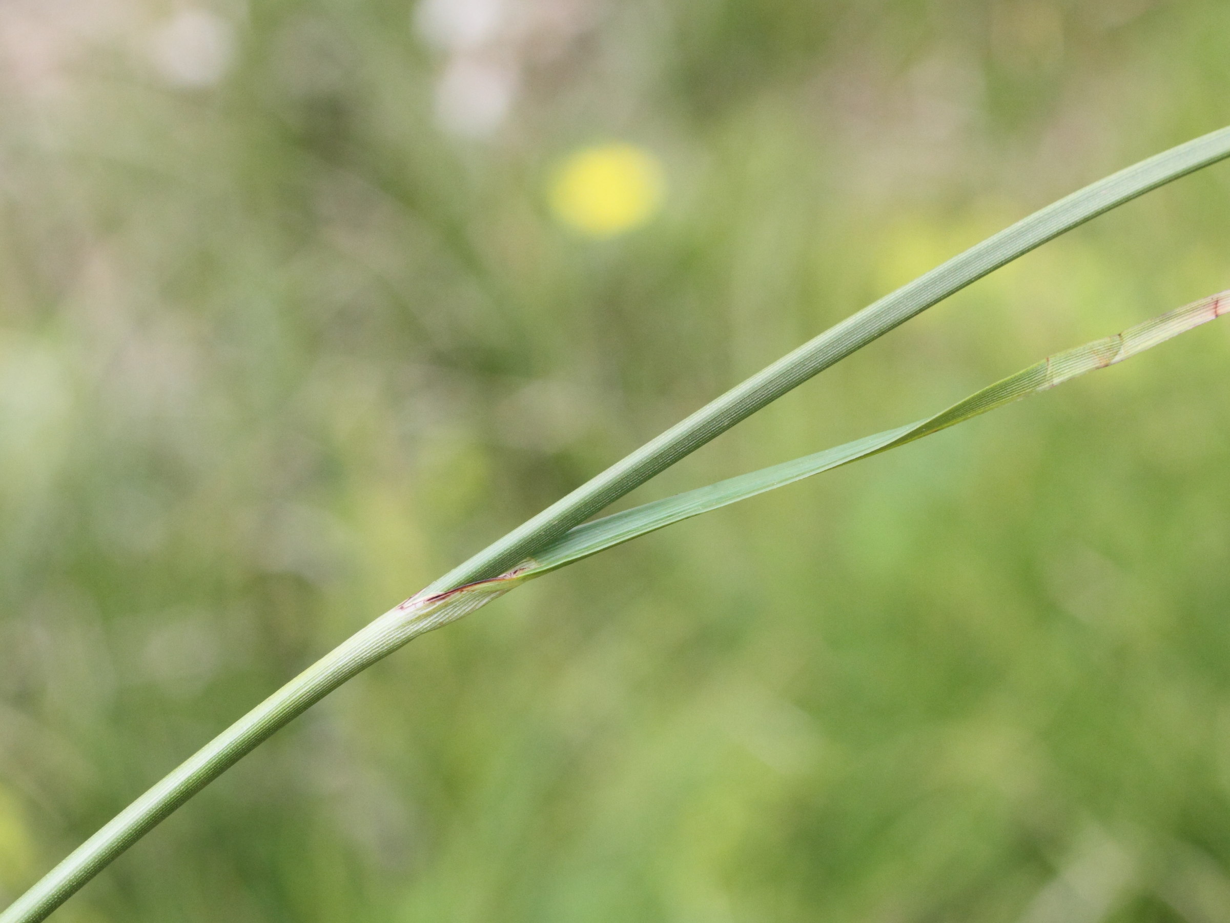 eriophorum_angustifolium6md