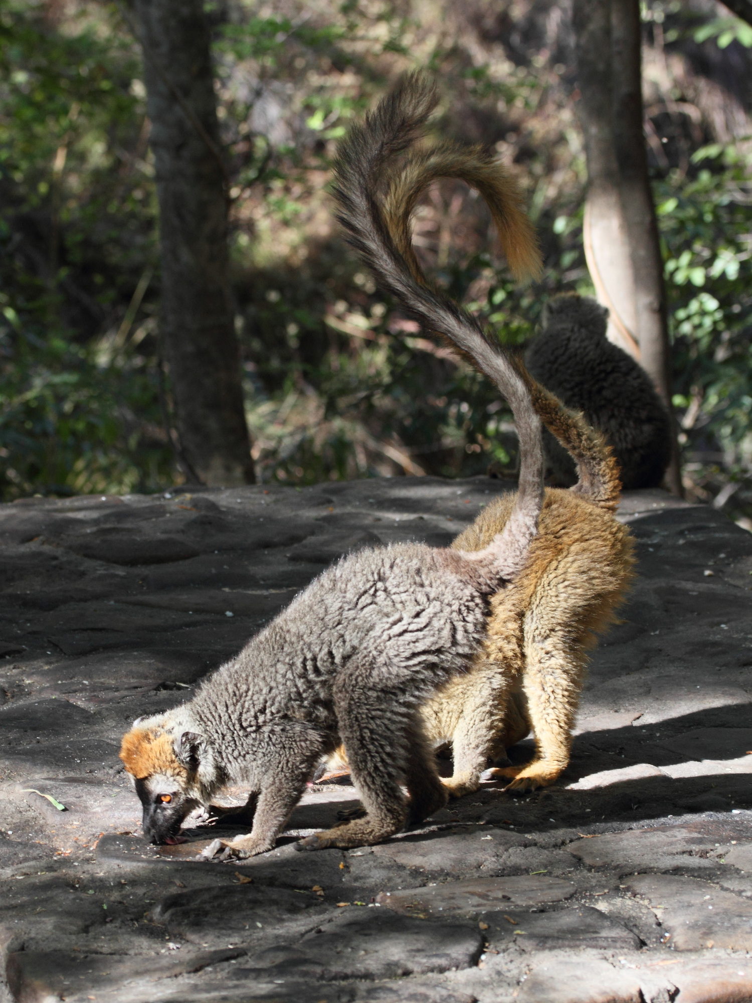 eulemur_fulvus_rufus1md
