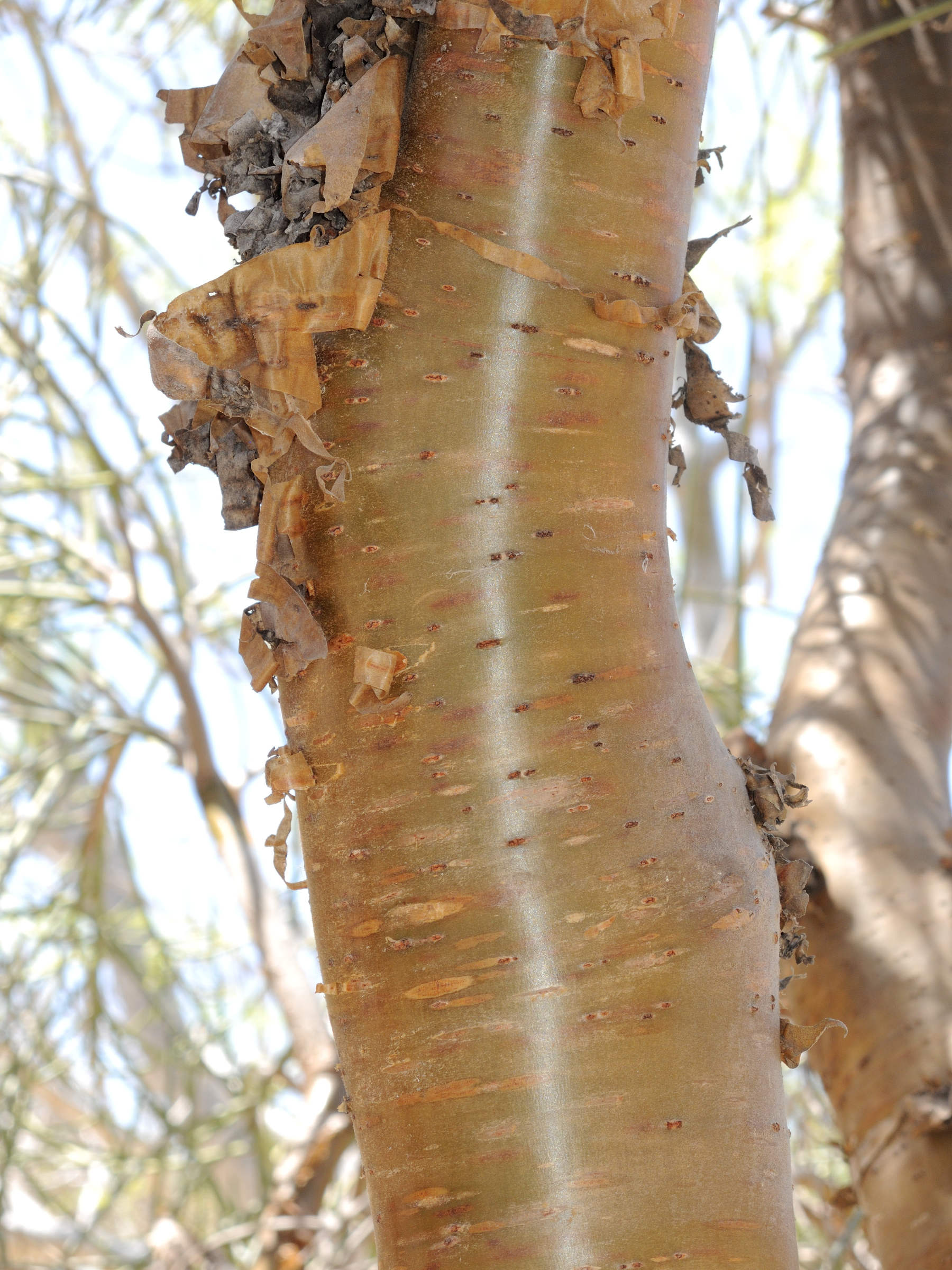 Afficher le média Euphorbia_plagiantha Euphorbia_plagiantha