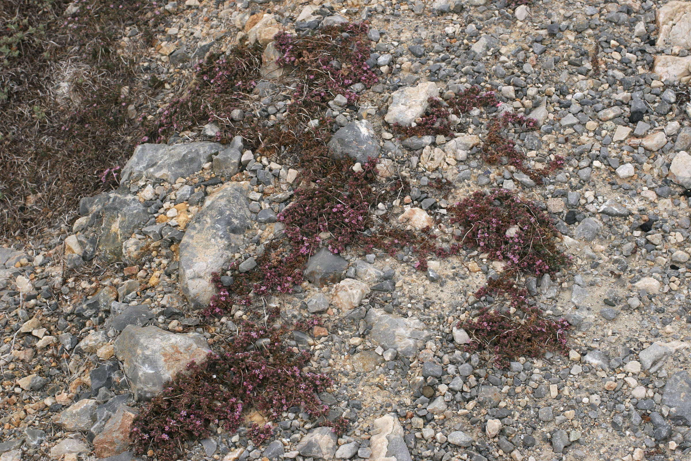 Afficher le média frankenia_hirsuta4md frankenia_hirsuta4md