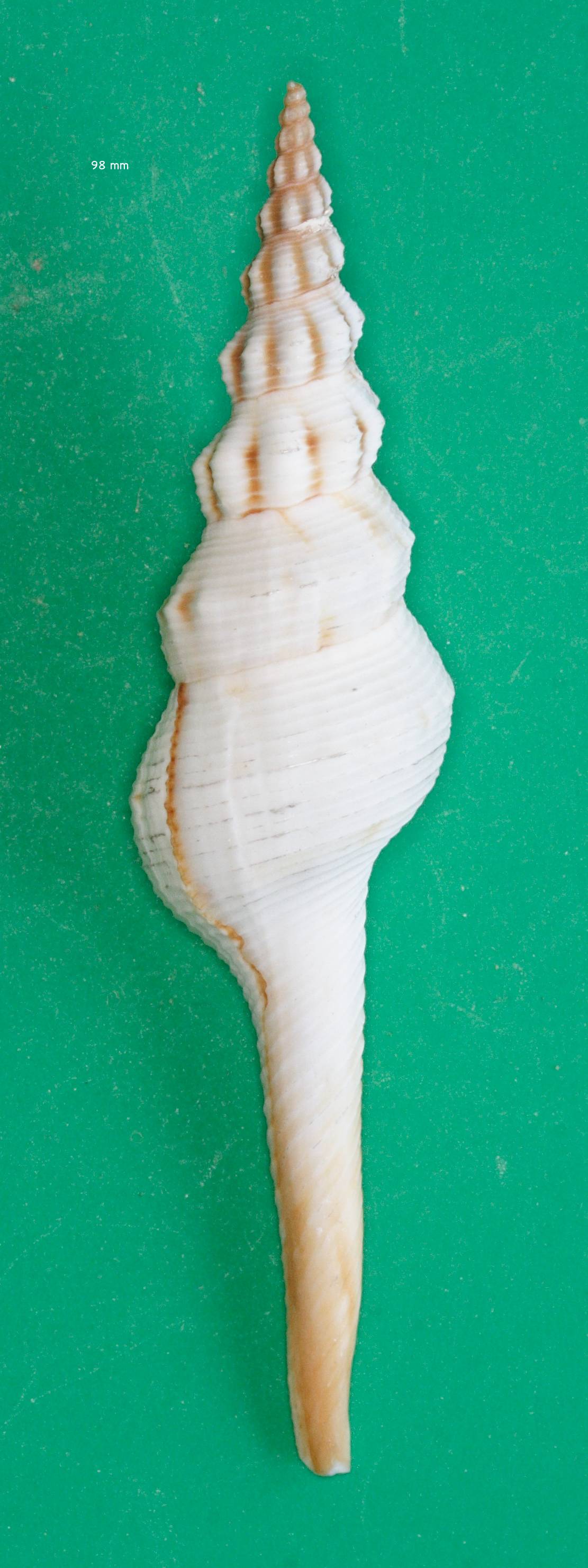 fusinus_gracillimus1md