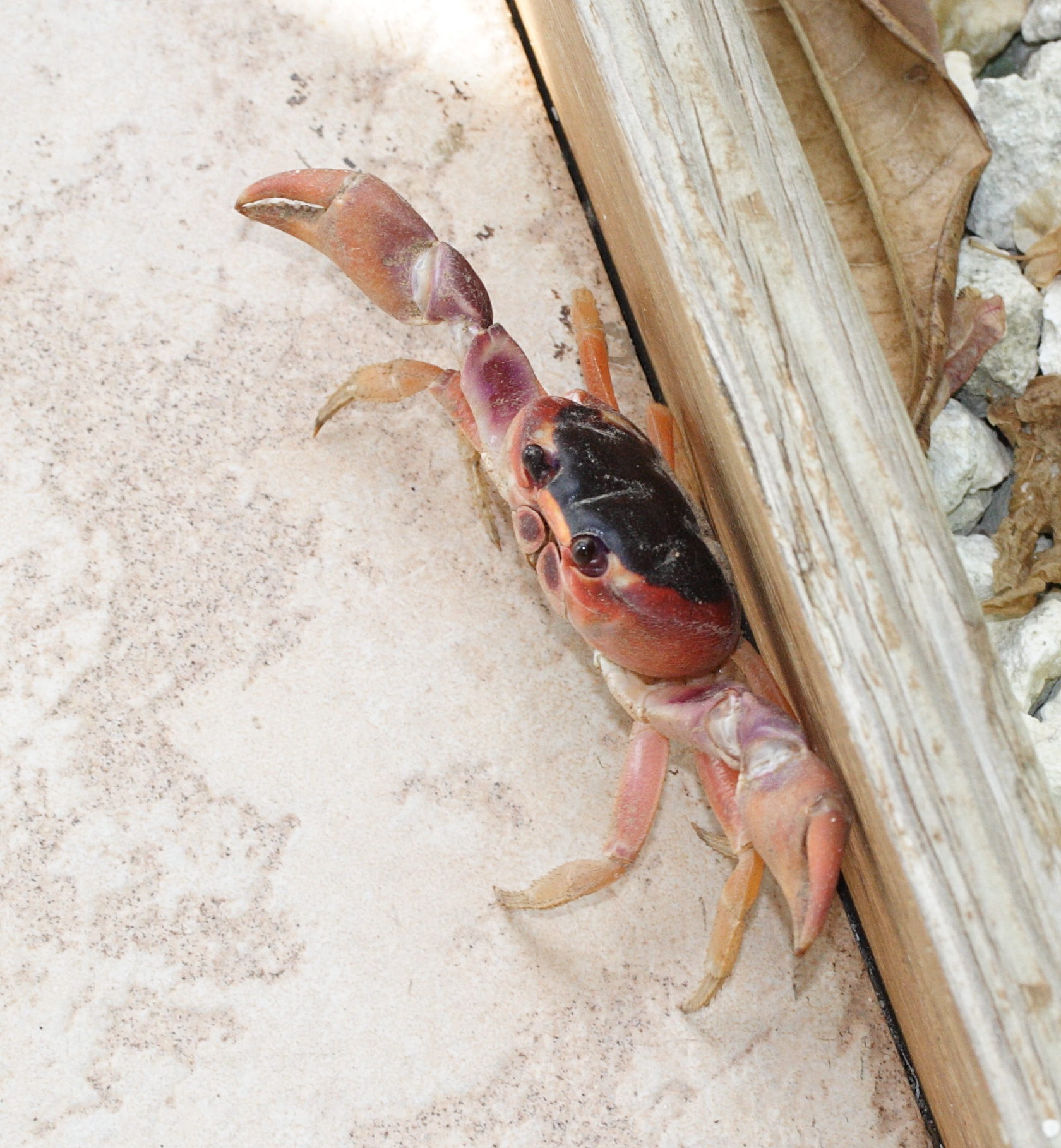 gecarcinus_lateralis4md