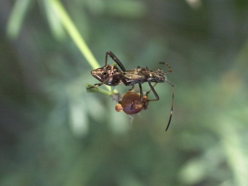 Himacerus_mirmicoides