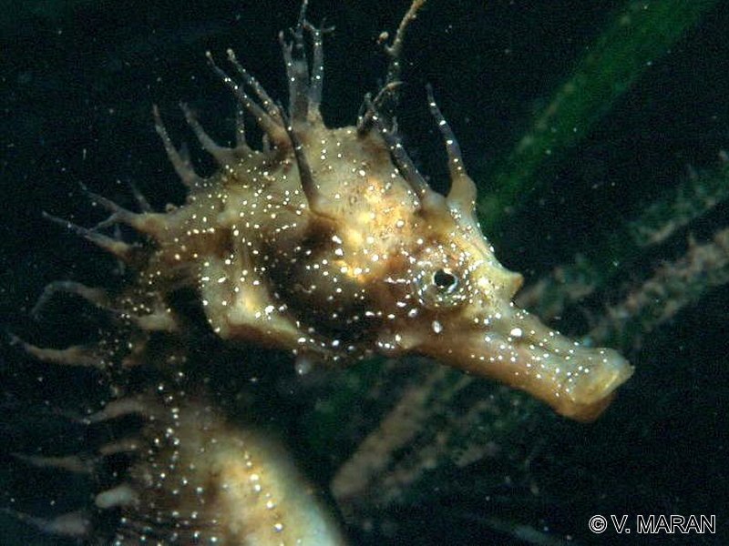 hippocampus_guttulatus2vm