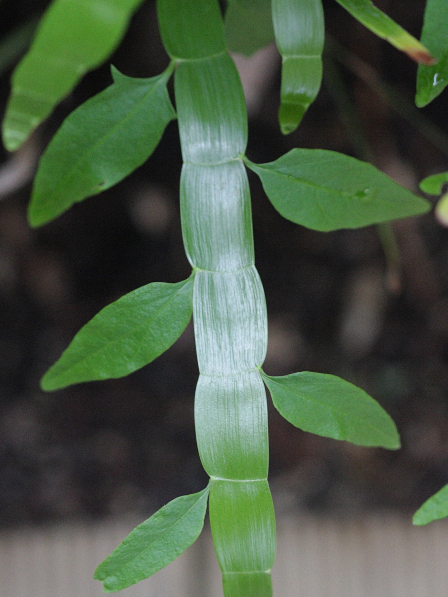 Homalocladium_platycladum