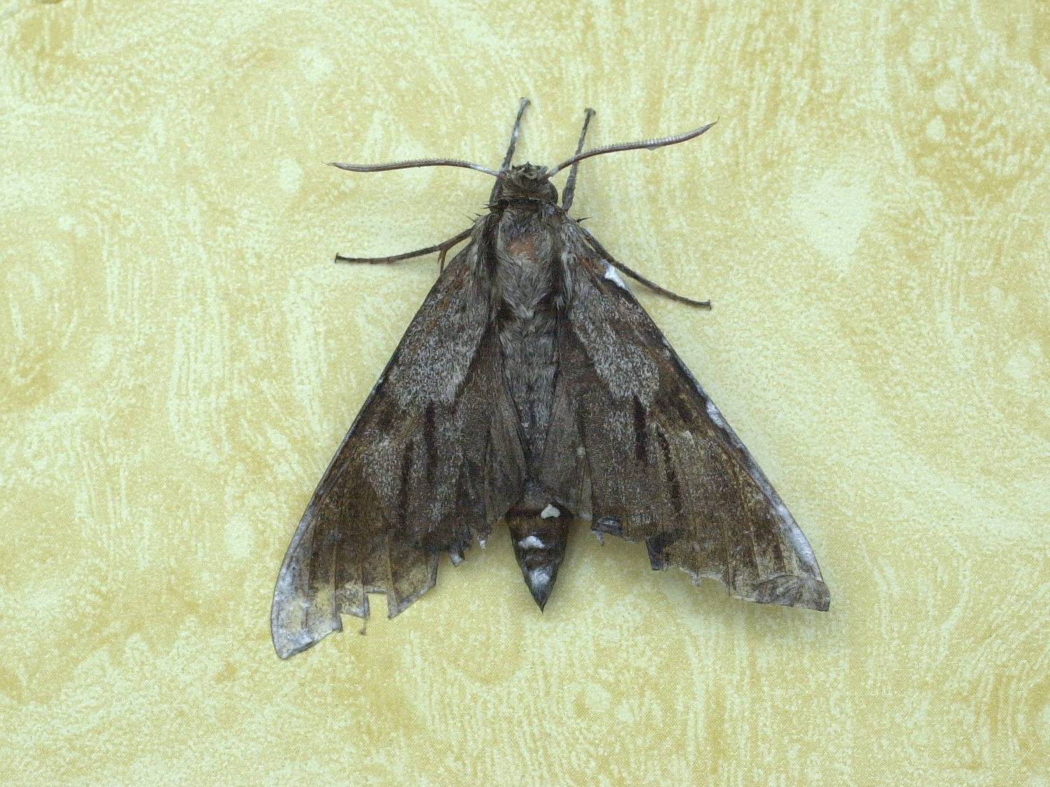 hyloicus_pinastri1md