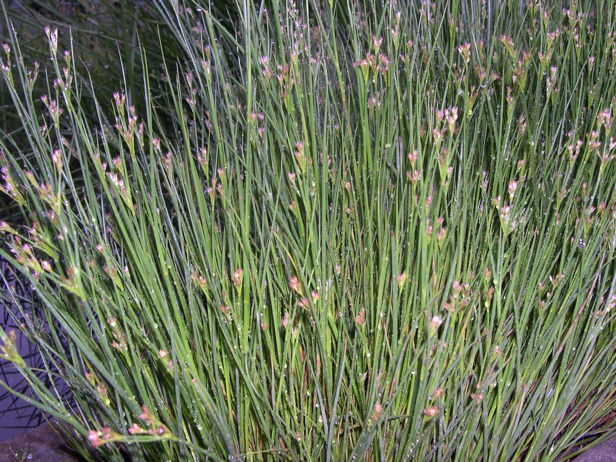 juncus_bulbosus4md