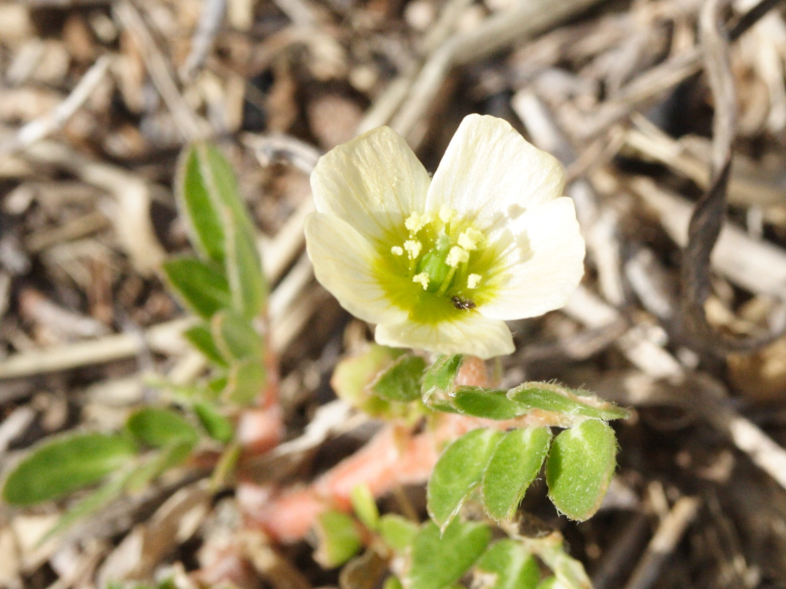 kallstroemia_maxima2md