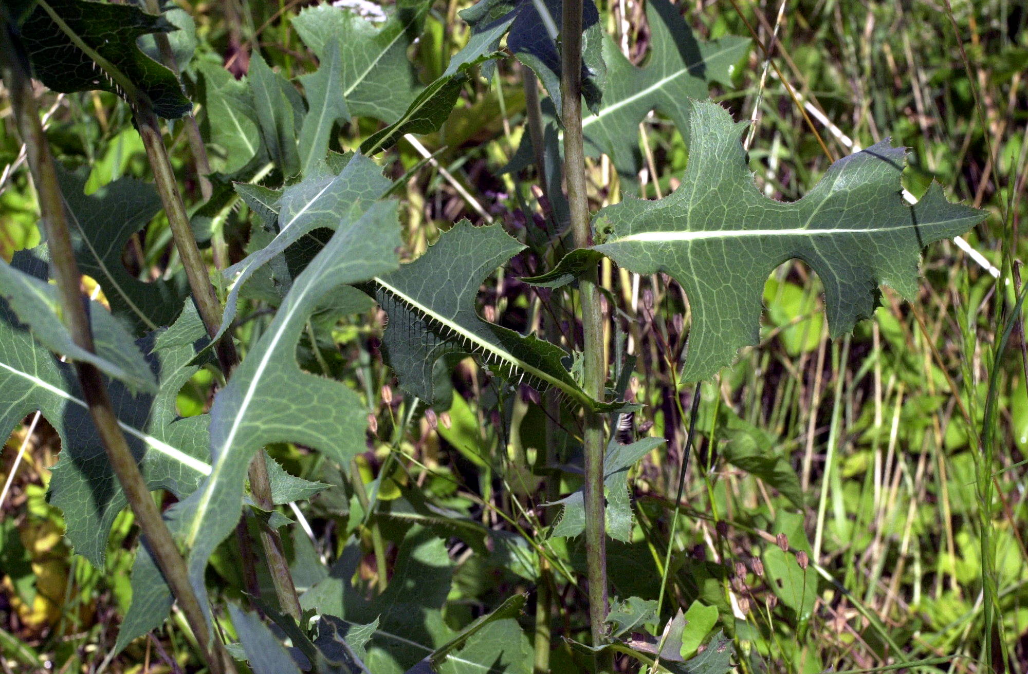 Lactuca_serriola