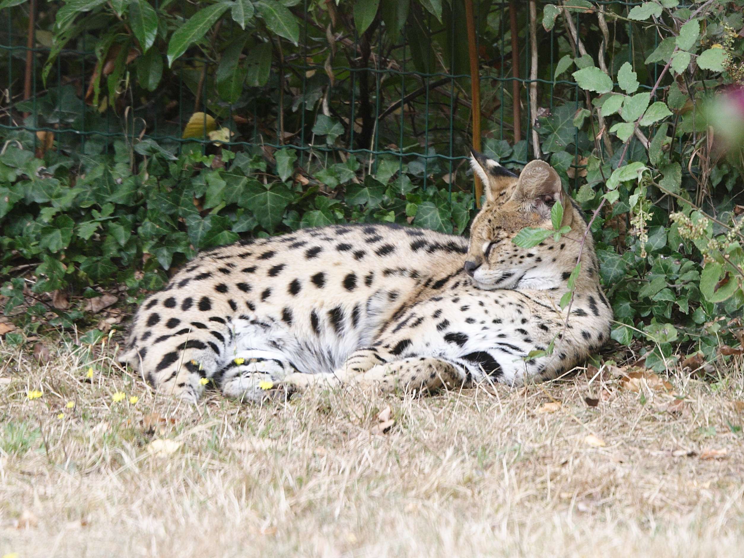 leptailurus_serval3md
