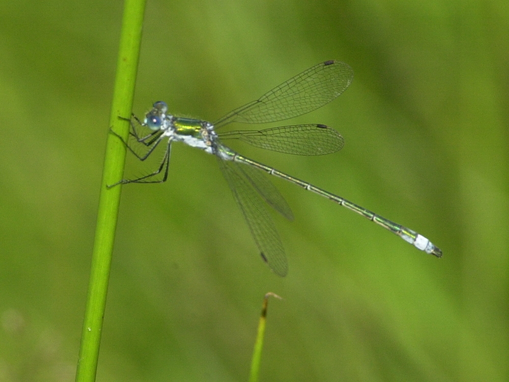 lestes_dryas2md