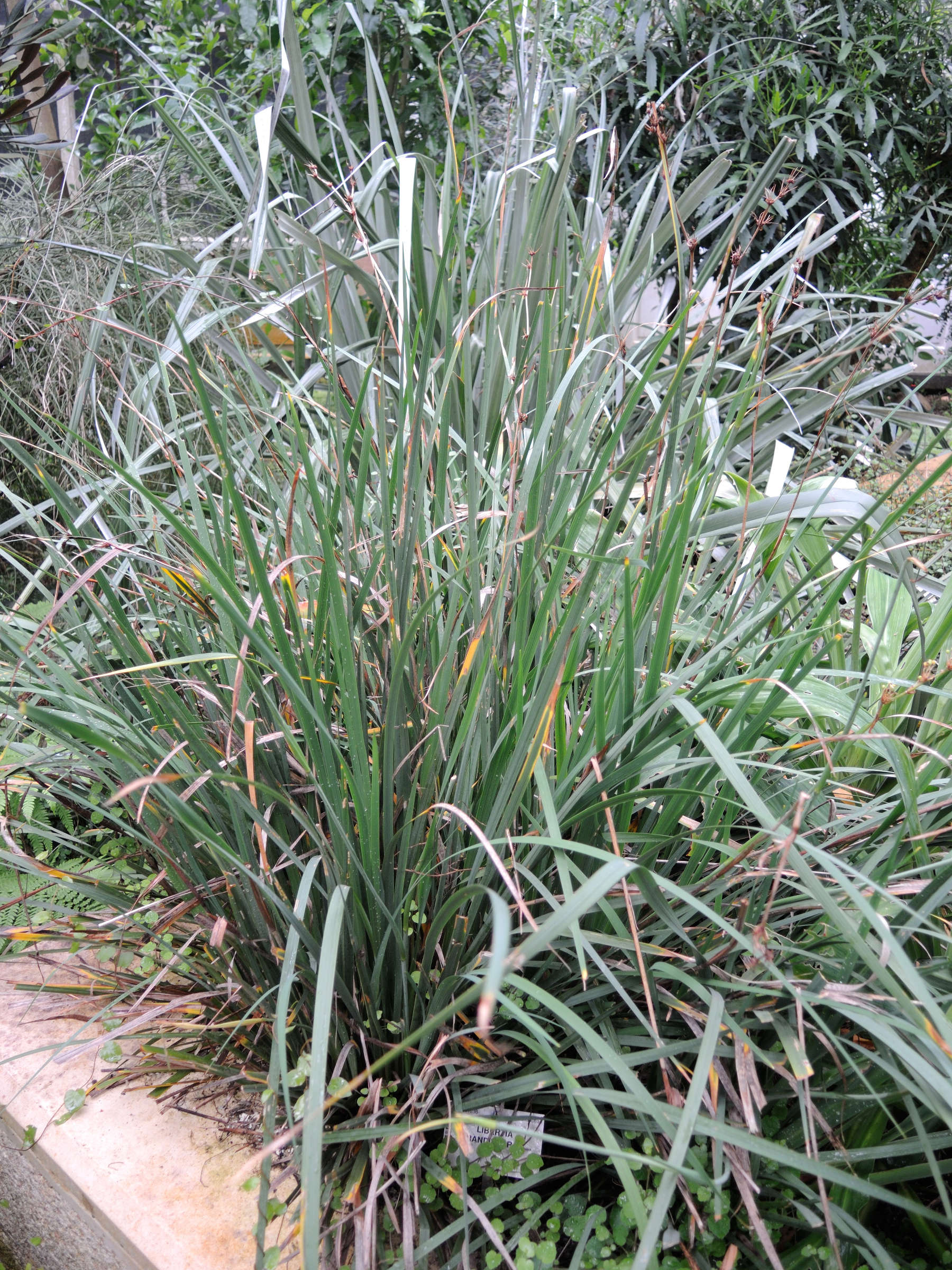 libertia_grandiflora1md
