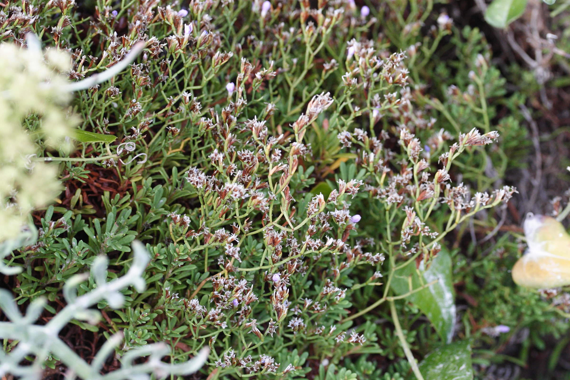 Afficher le média limonium_obtusifolium3md limonium_obtusifolium3md