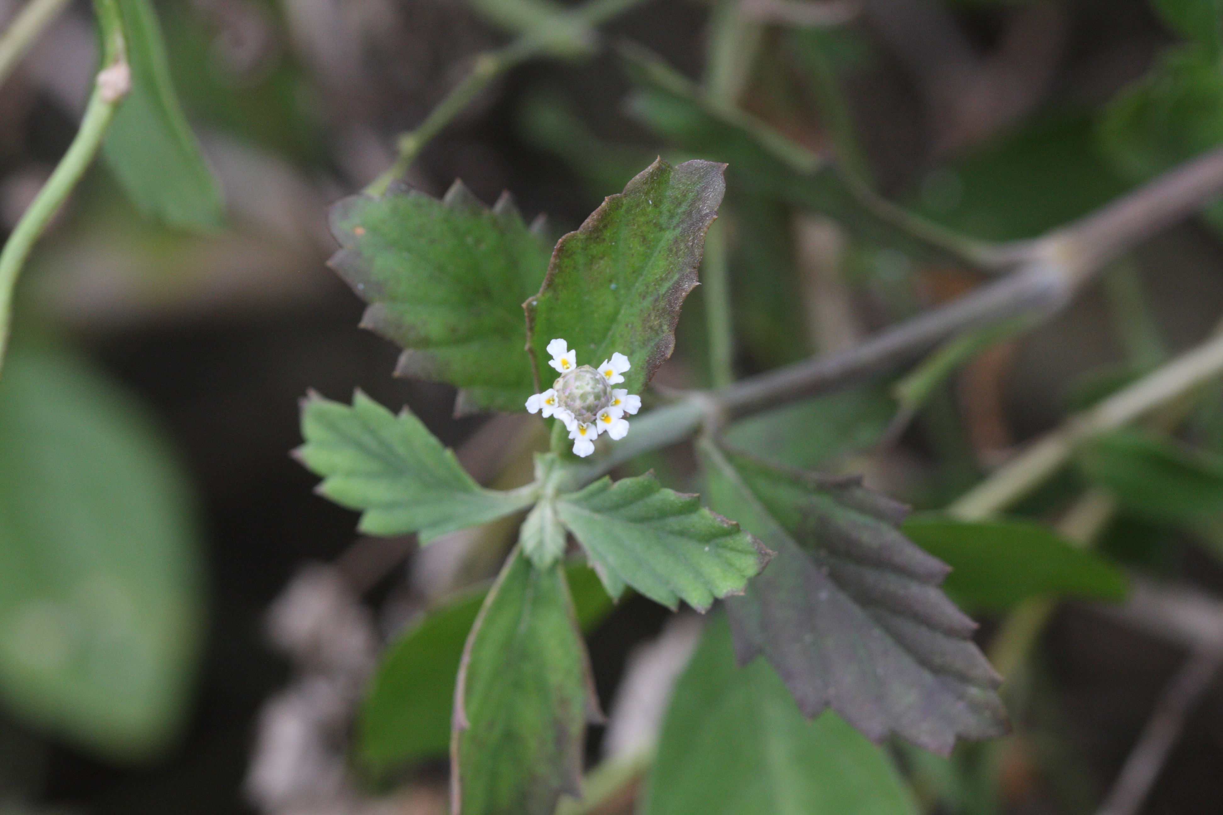 lippia_nodiflora5md