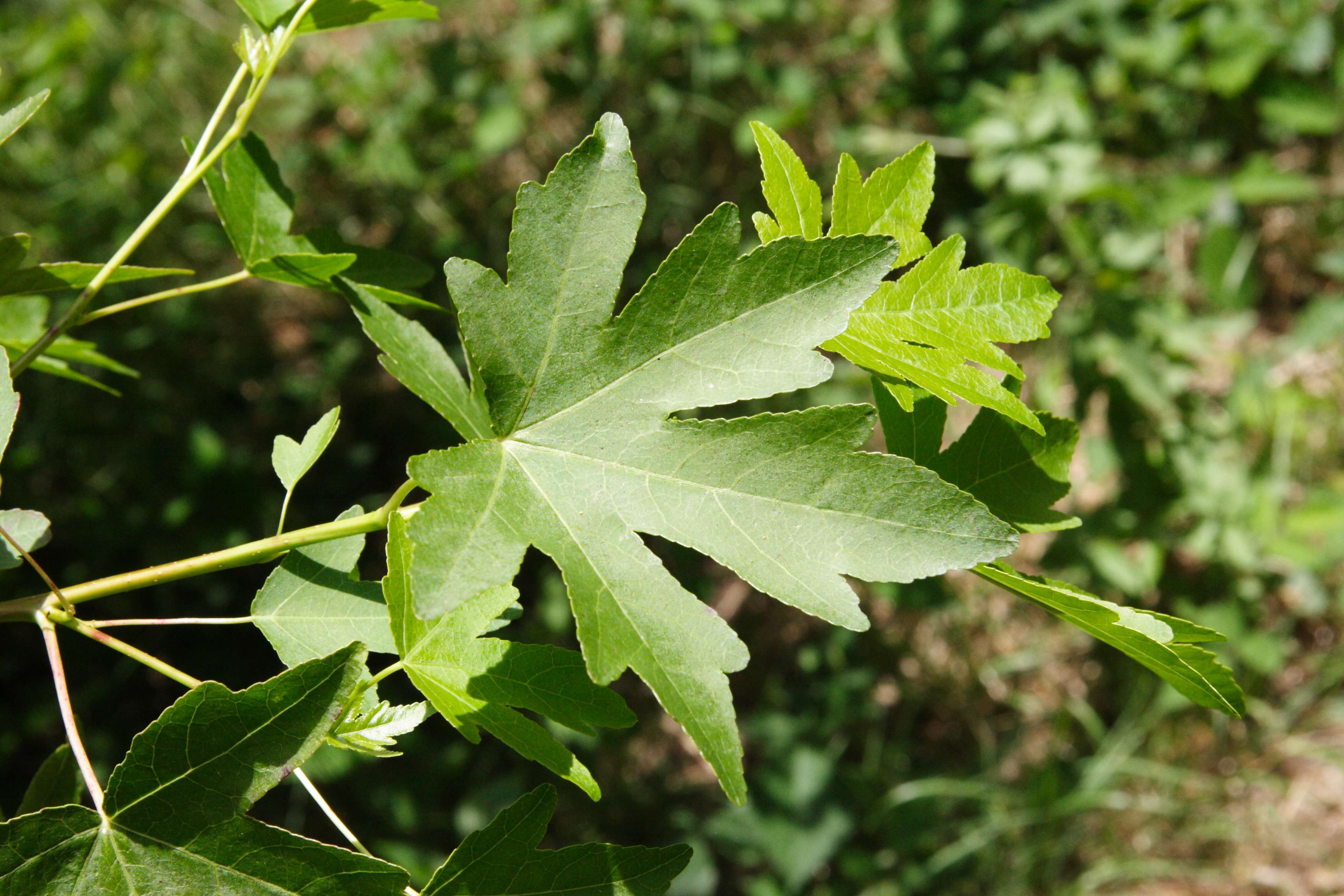 Afficher le média liquidambar_orientalis1md liquidambar_orientalis1md