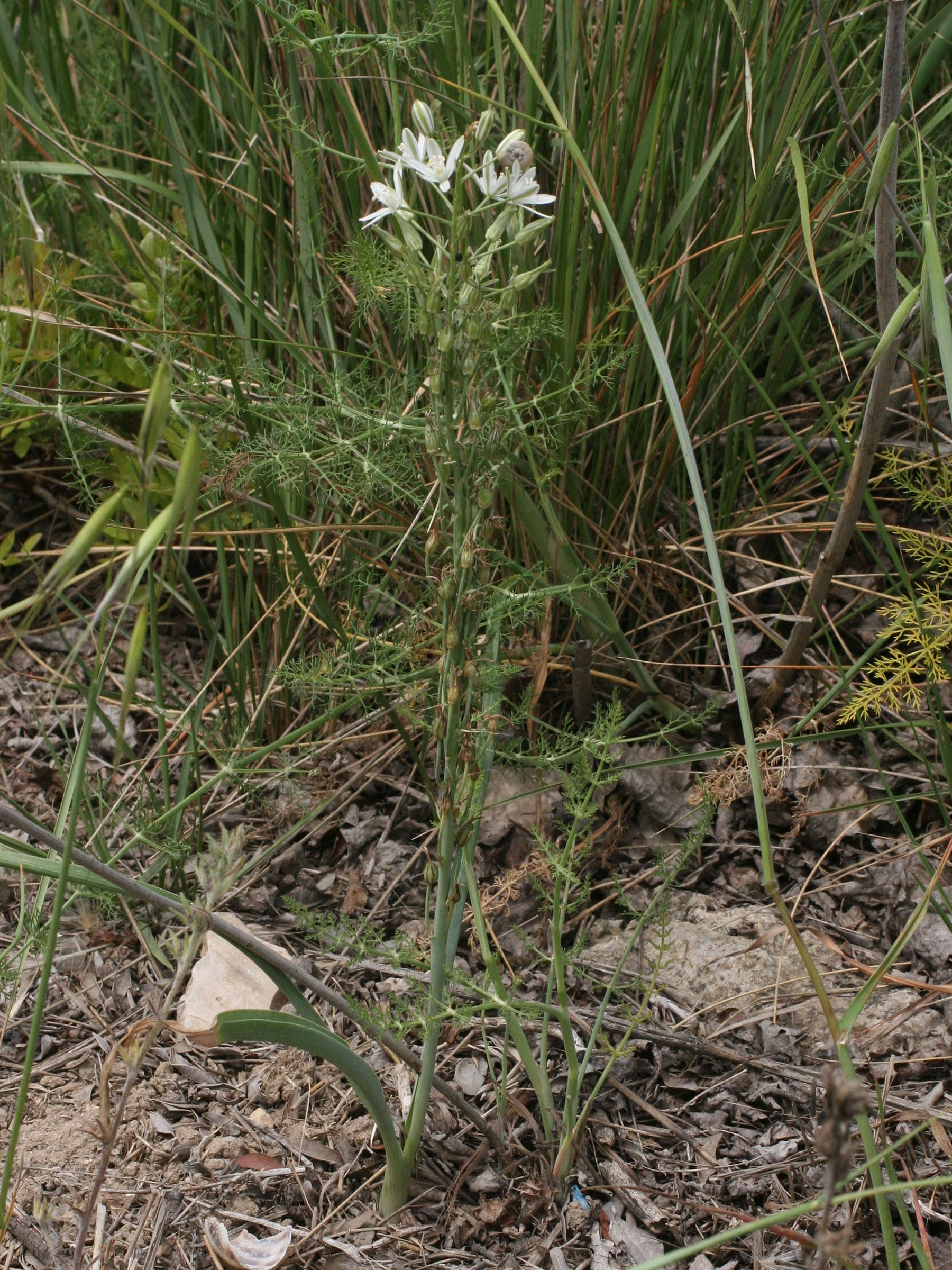 Afficher le média Loncomelos_narbonense Loncomelos_narbonense
