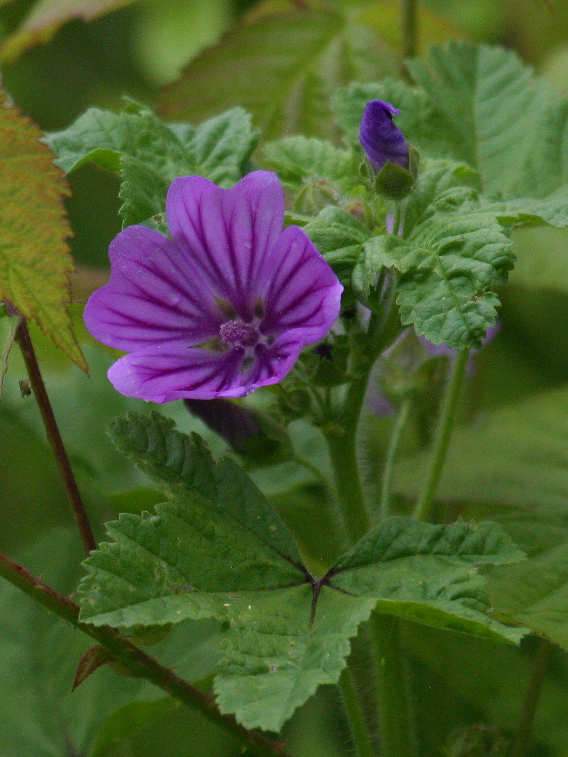 malva_sylvestris2bd