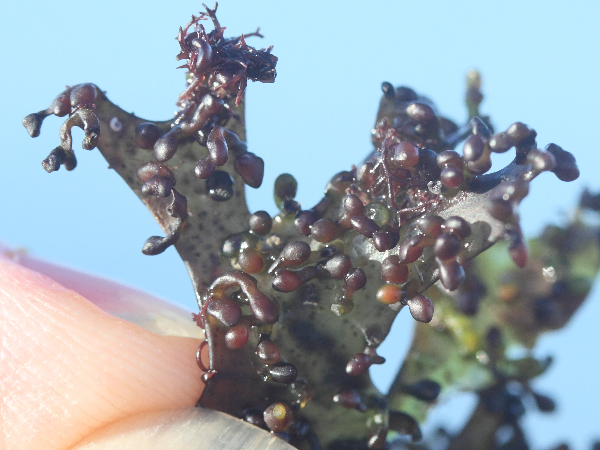 mastocarpus_stellatus3md