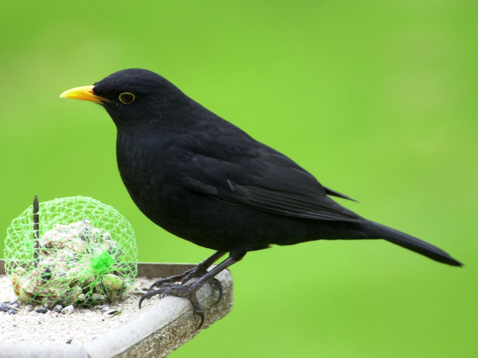 merle_noir_-_turdus_merula1bd