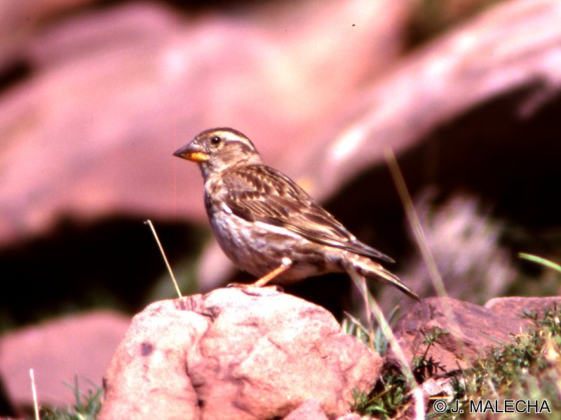 moineau_soulcie_-_petronia_petronia1jm