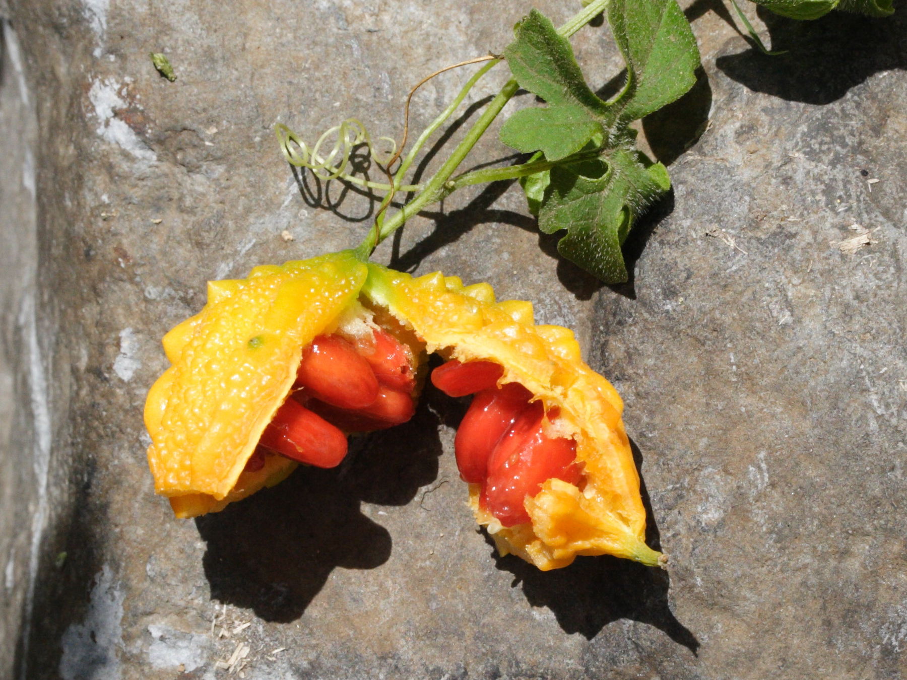 Afficher le média momordica_charantia5md momordica_charantia5md