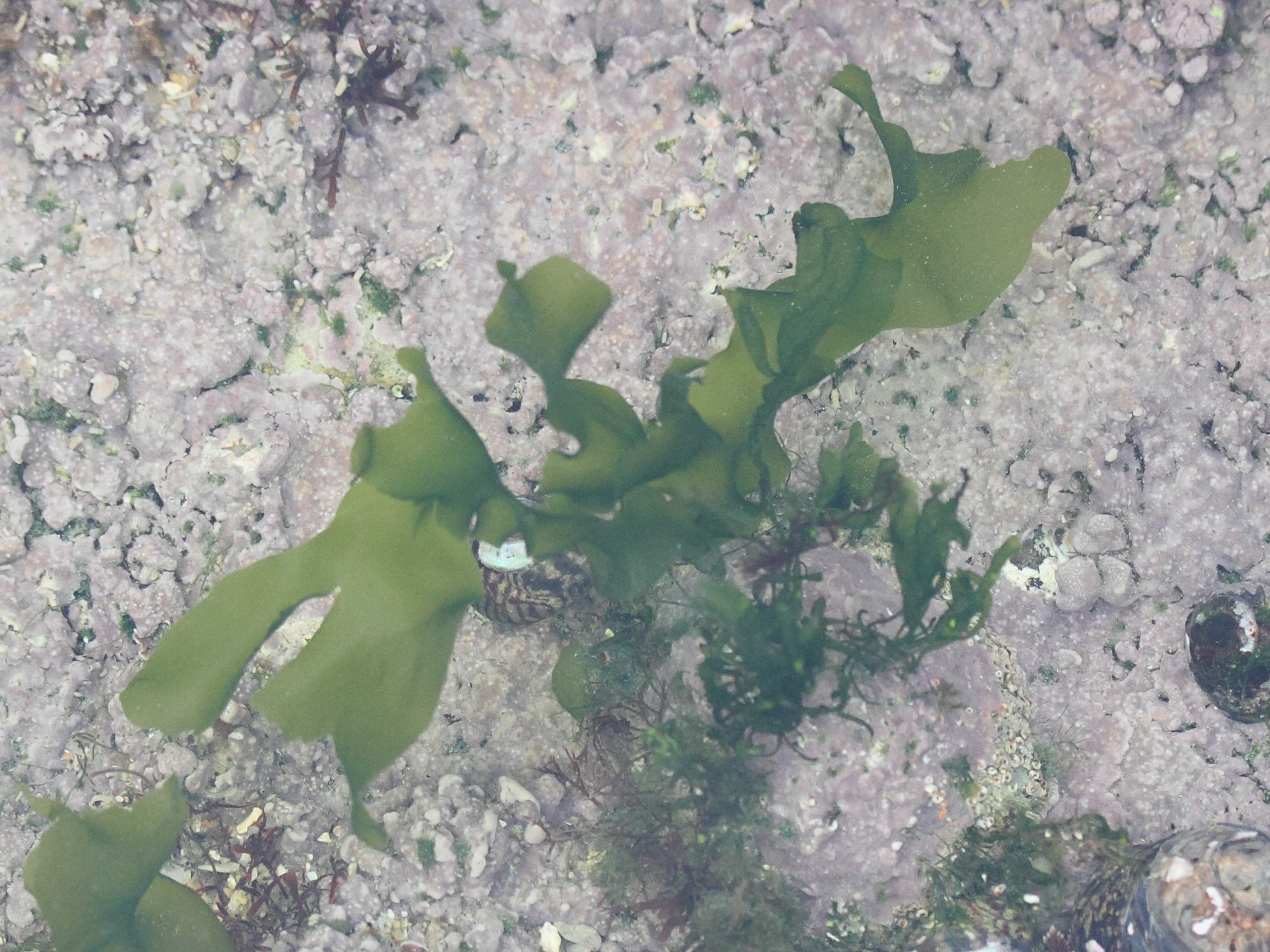 monostroma_grevillei2md