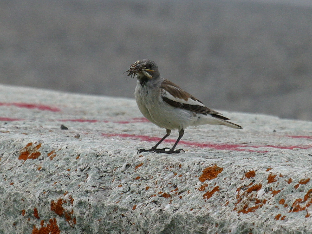 Montifringilla_nivalis