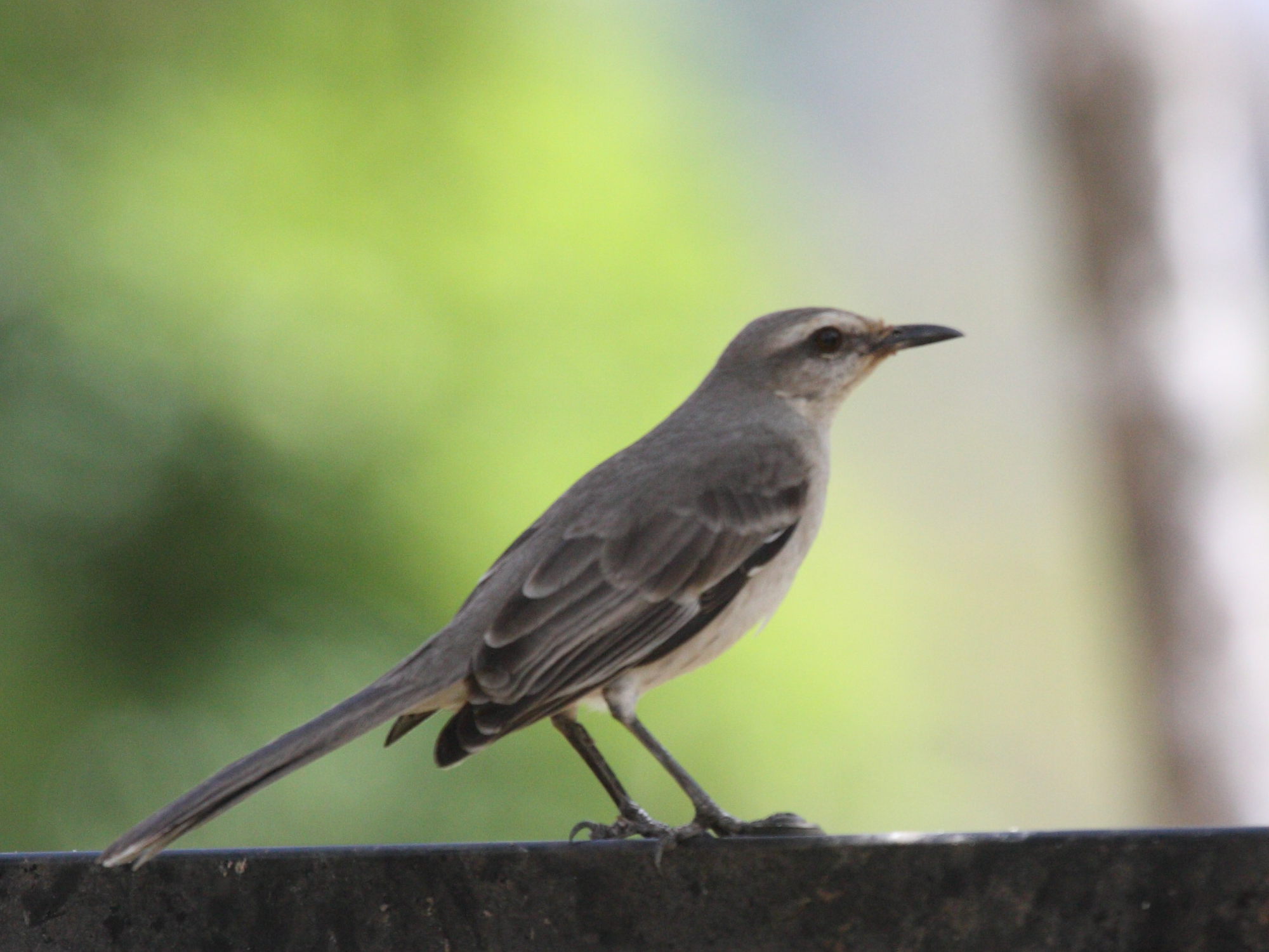 moqueur_des_savanes_-_mimus_gilvus3bd