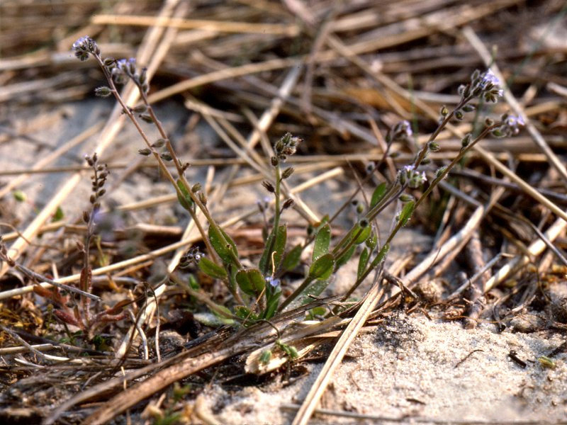 myosotis_ramosissima1mcf