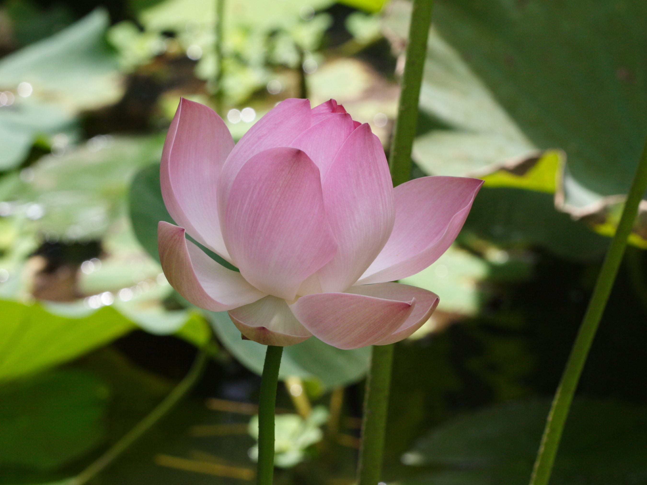 nelumbo_nucifera1bd