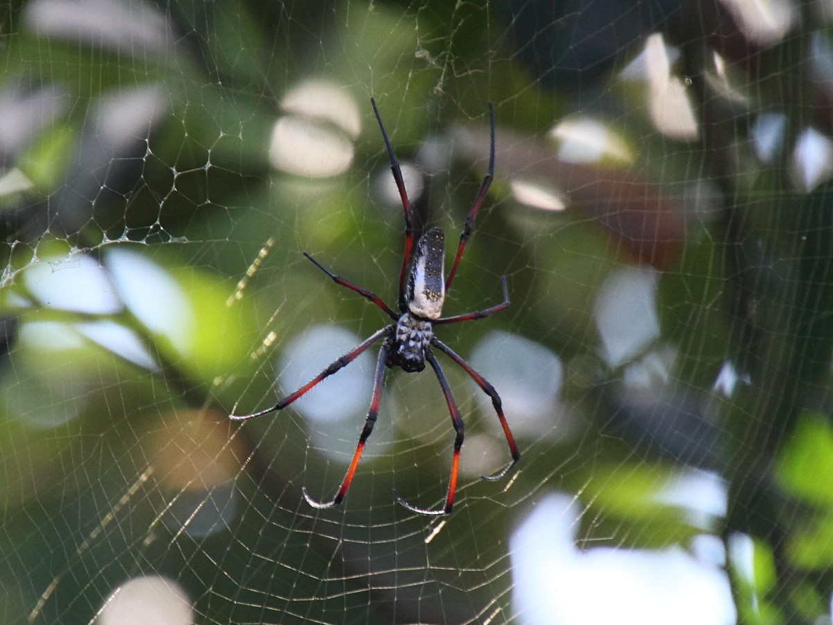 nephila_inaurata_madagascariensis8md