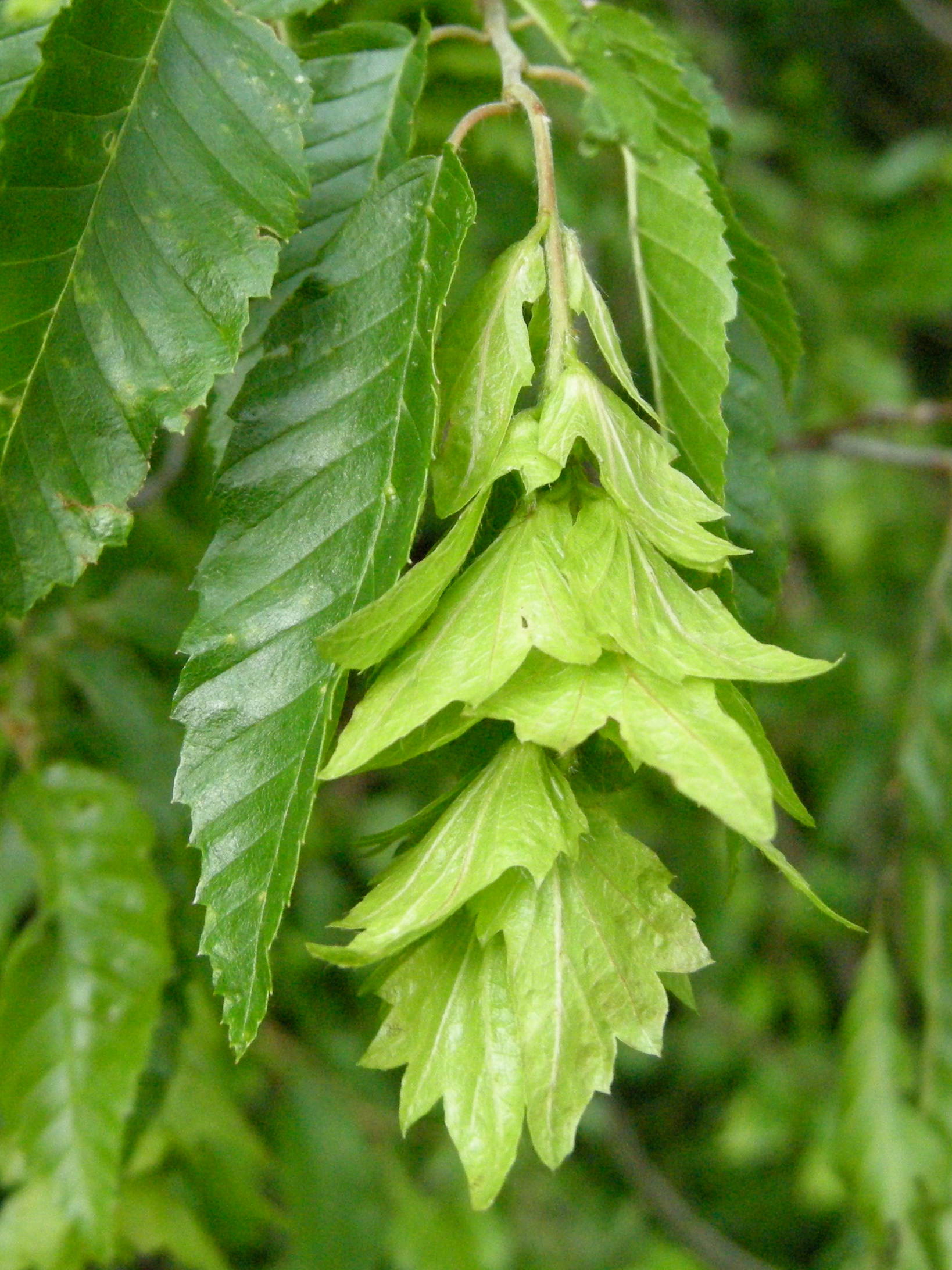 ostrya_carpinifolia2md