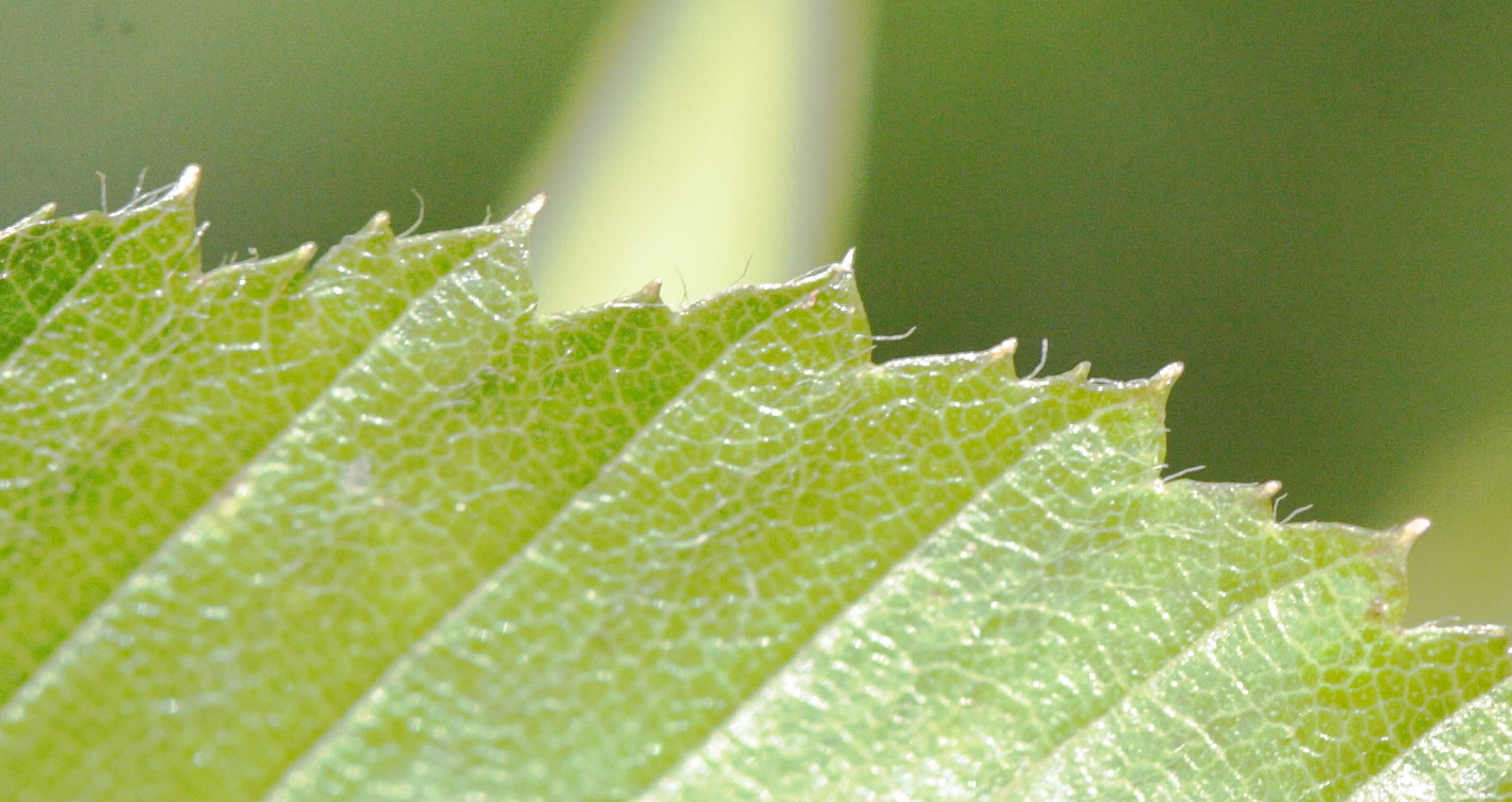 ostrya_carpinifolia4md