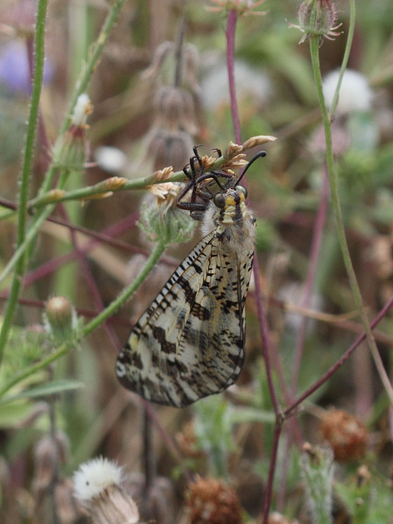 palpares_libelluloides1bd