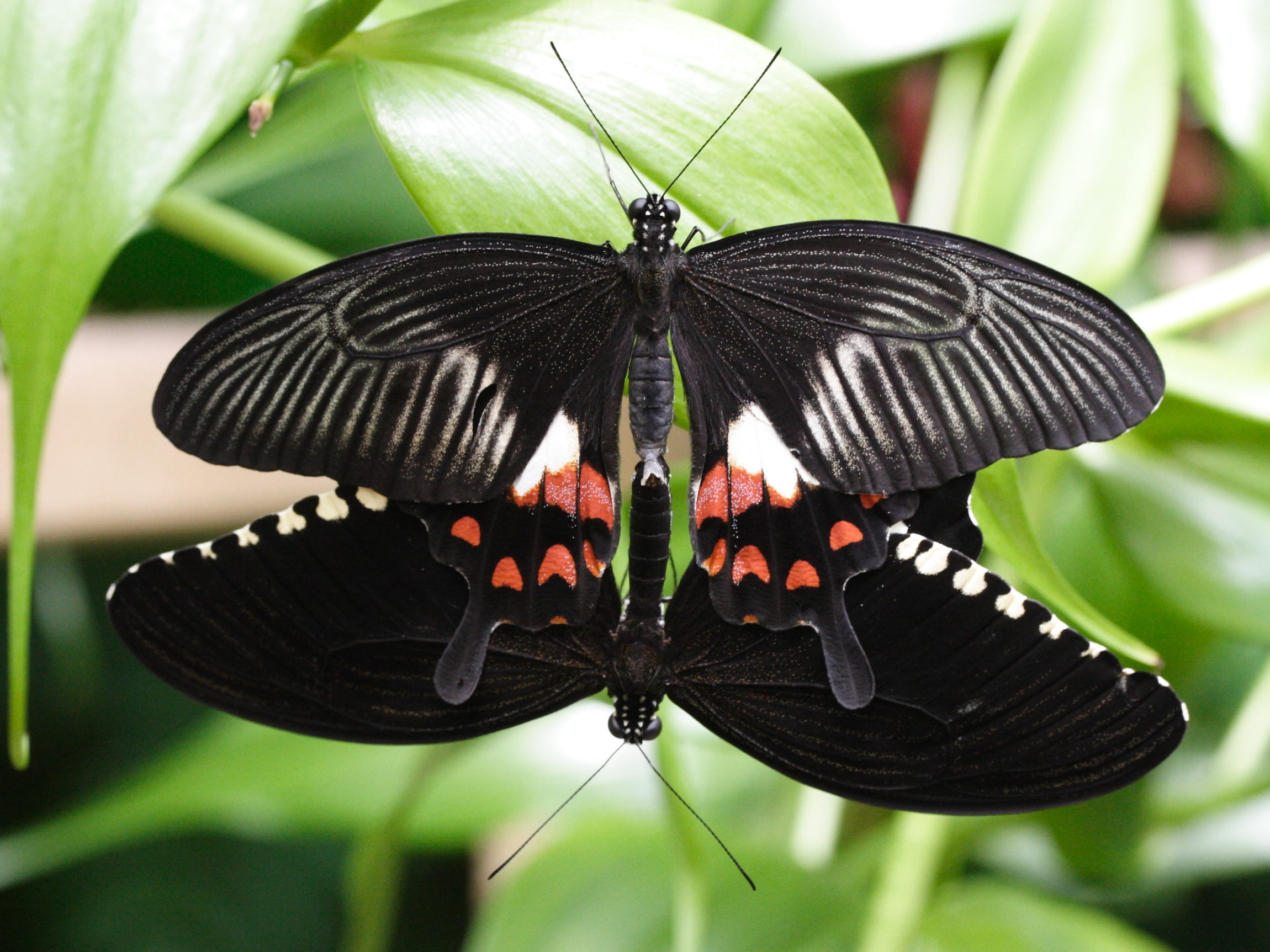 Afficher le média papilio_polytes2md papilio_polytes2md