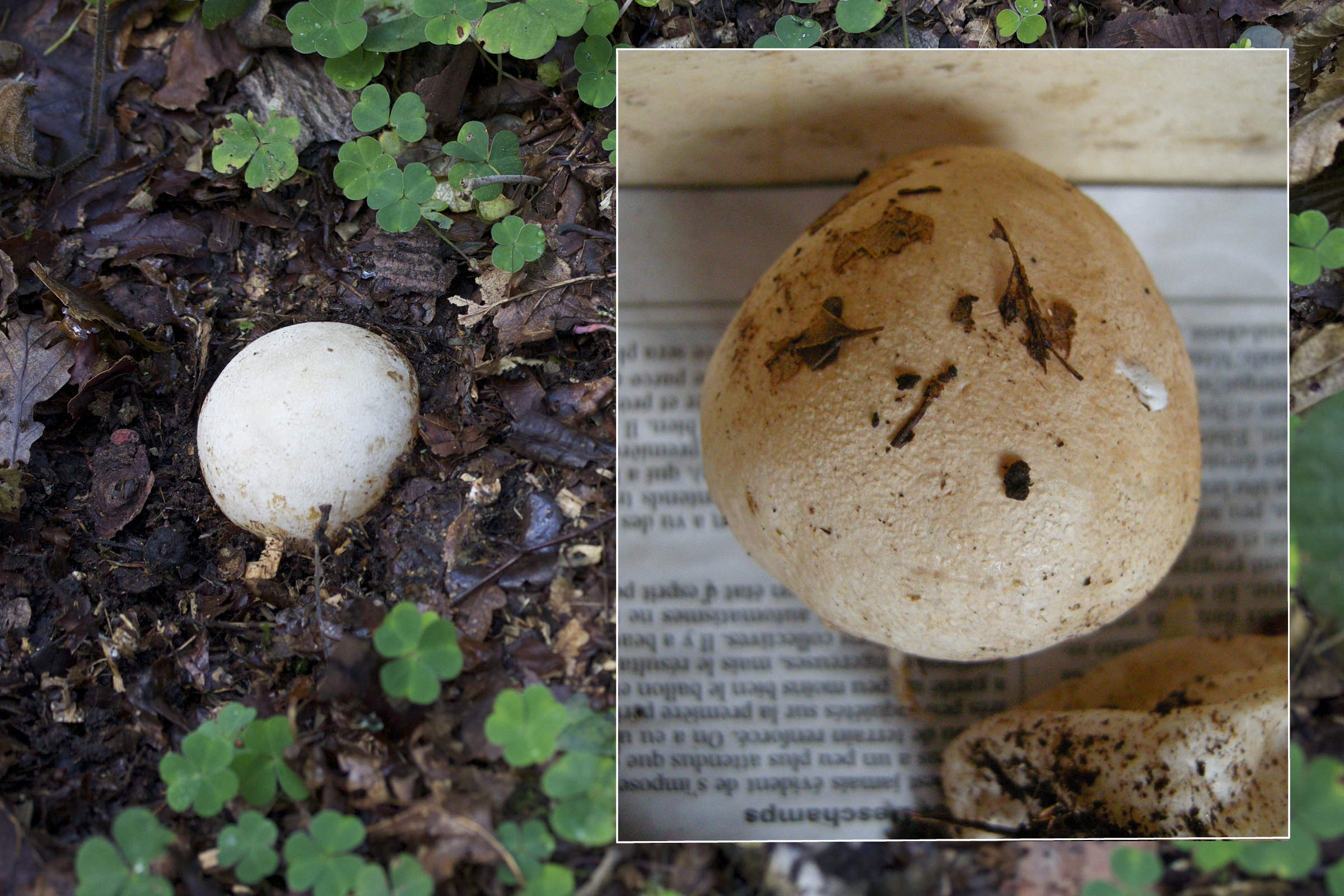 phallus_impudicus5md