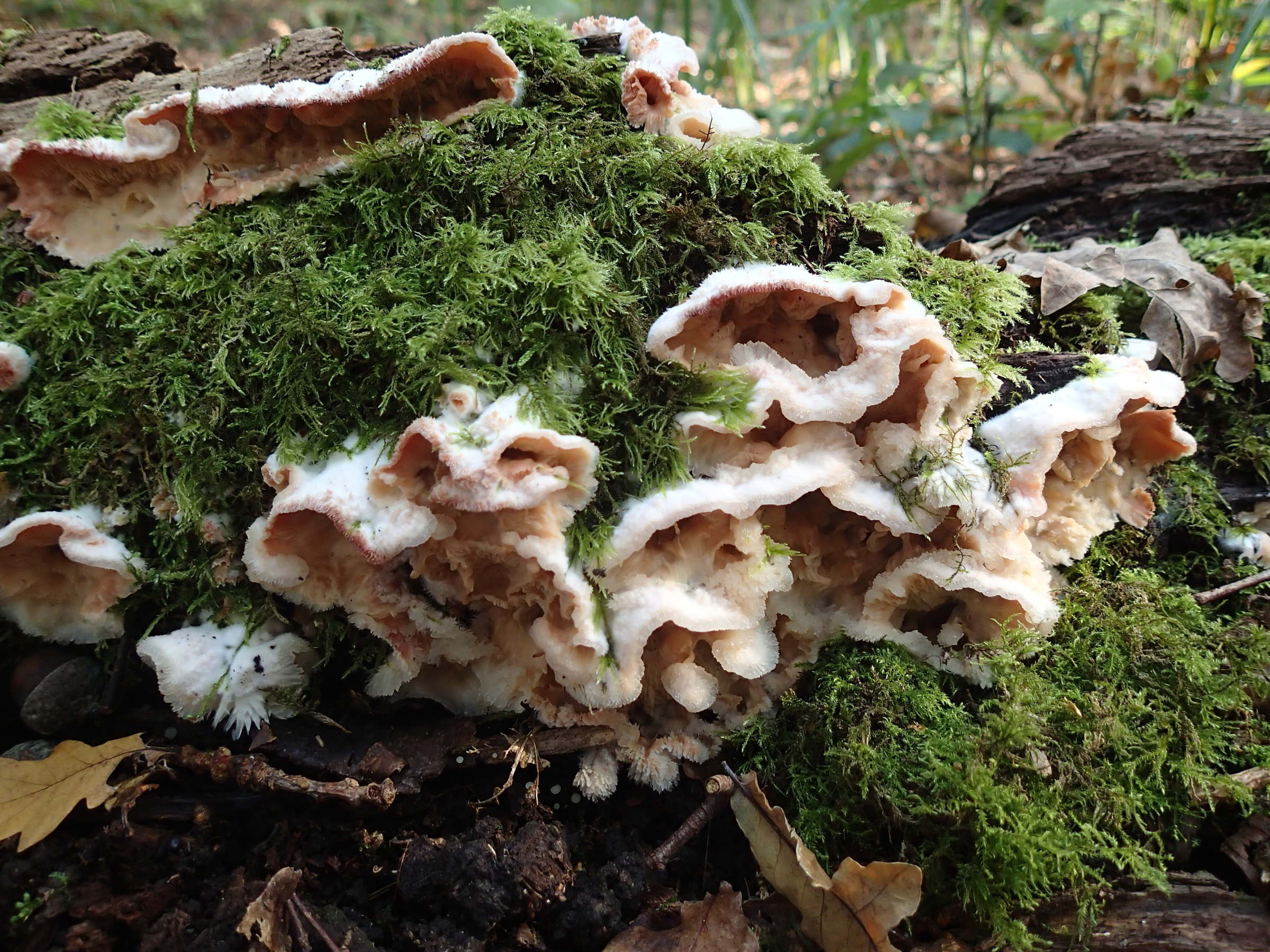 phlebia_tremellosa4md