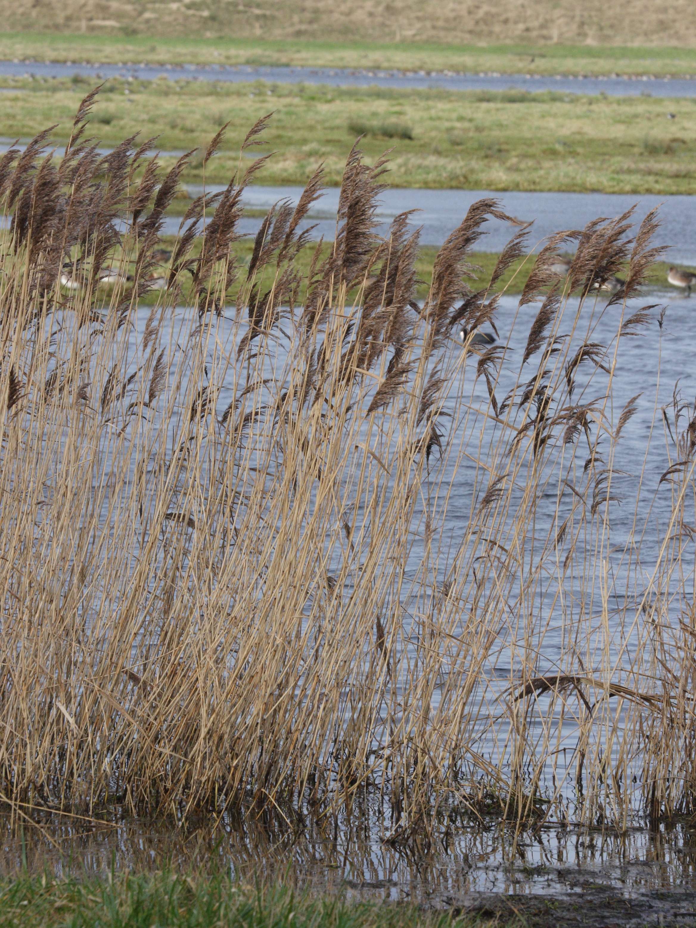 phragmites_australis5md