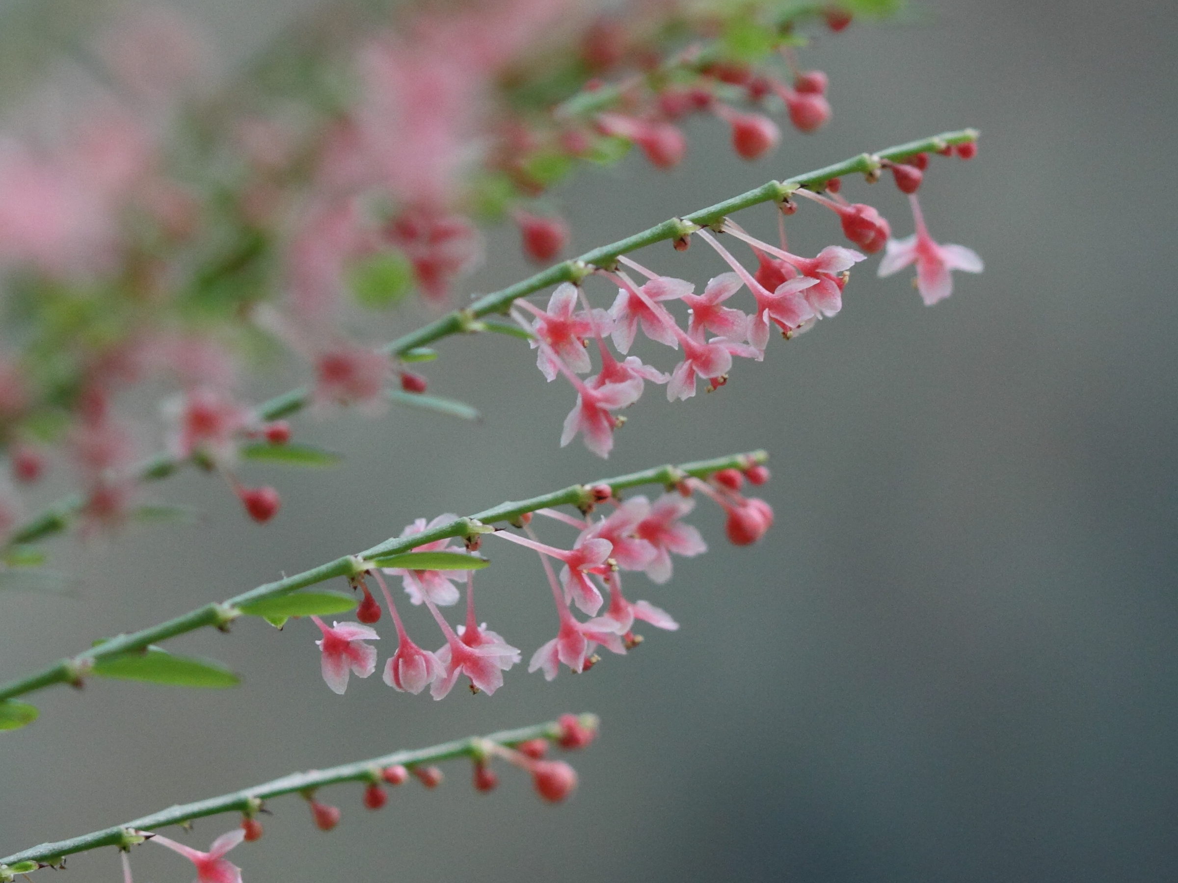 phyllanthus_mimosoides8bd