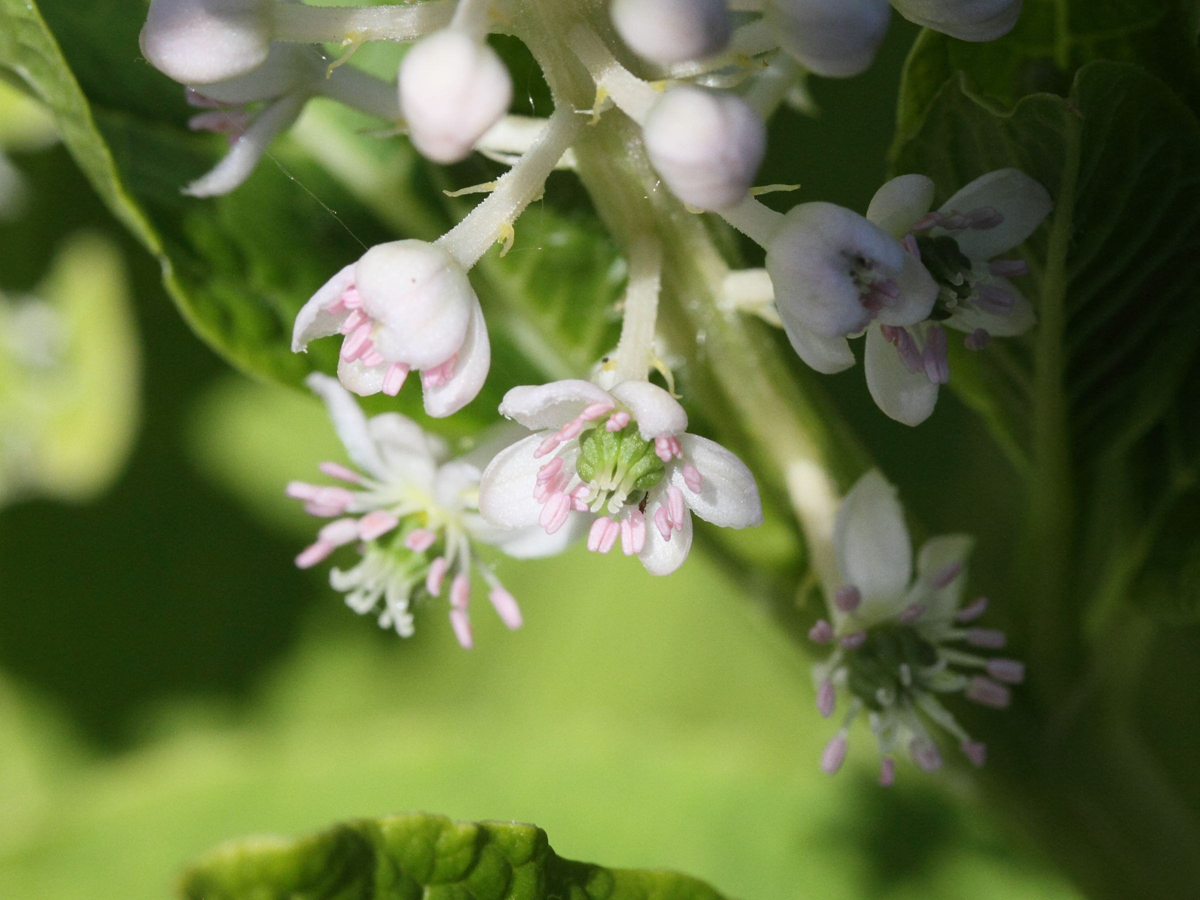 phytolacca_acinosa1md