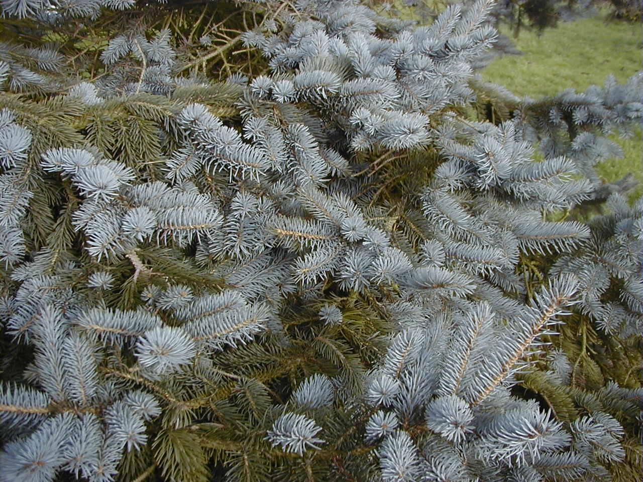 picea_pungens1md