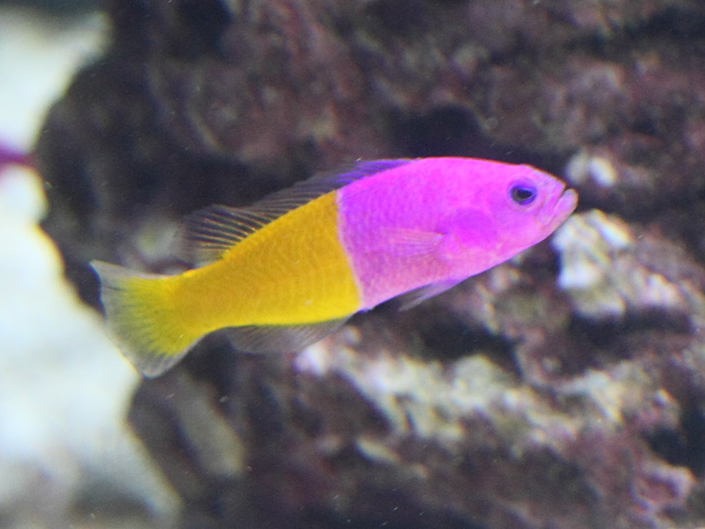 Pictichromis_paccagnellae