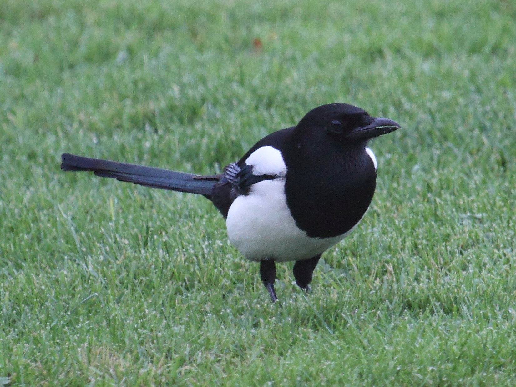 pie_bavarde_-_pica_pica4bd