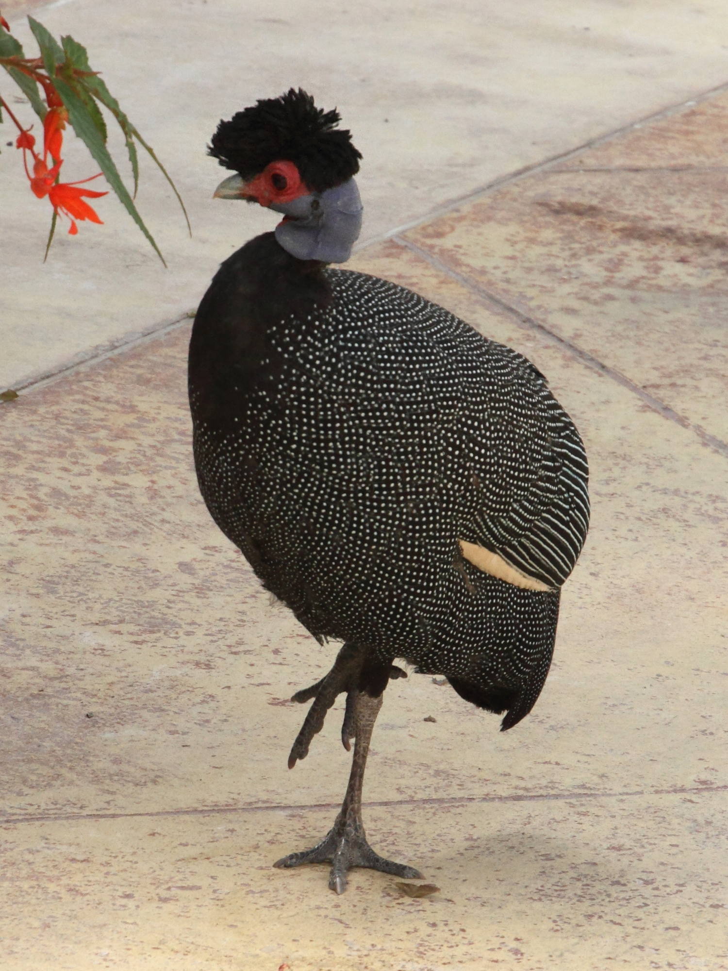 pintade_de_pucheran_-_guttera_pucherani2md