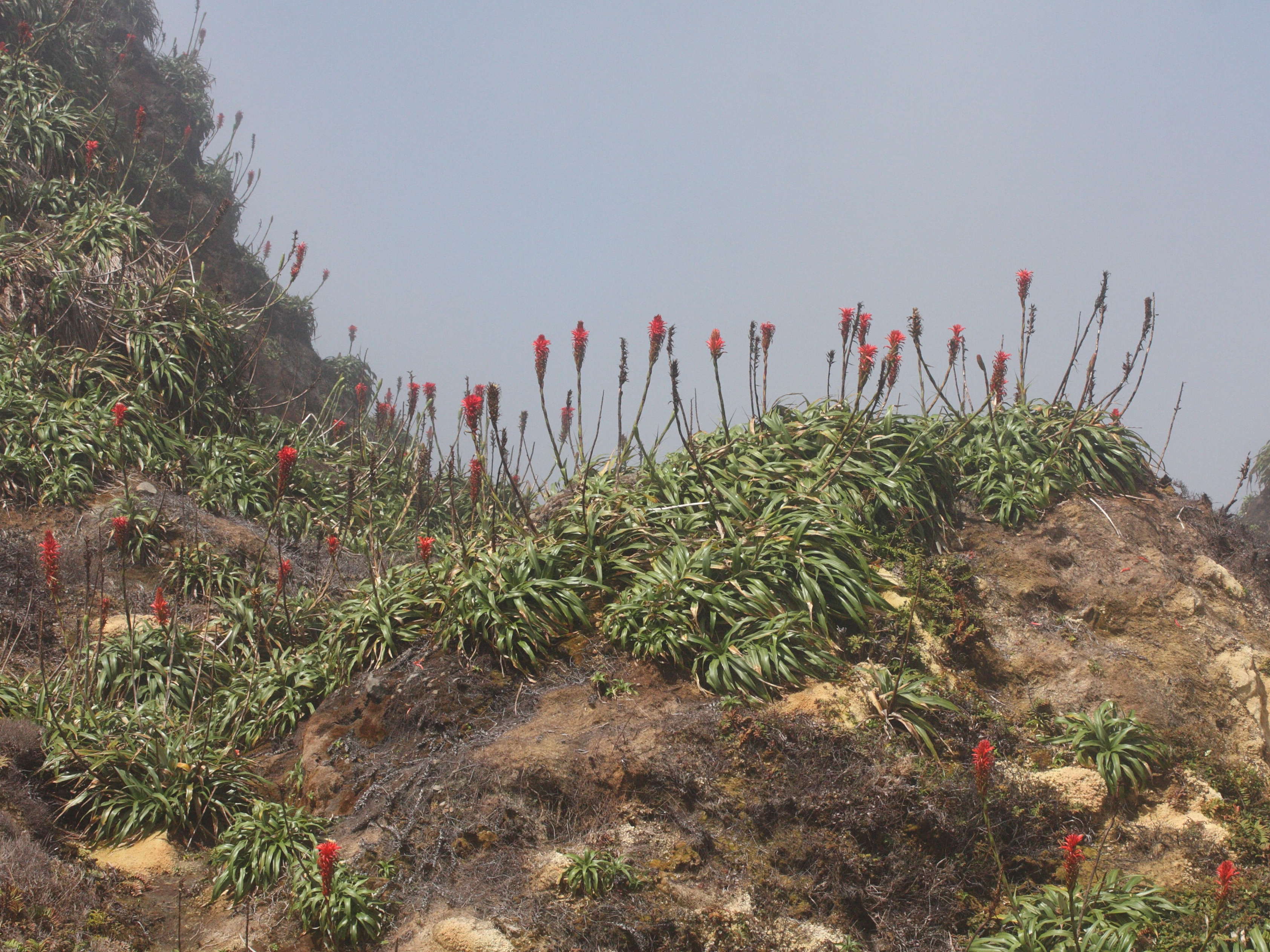 pitcairnia_bifrons4md