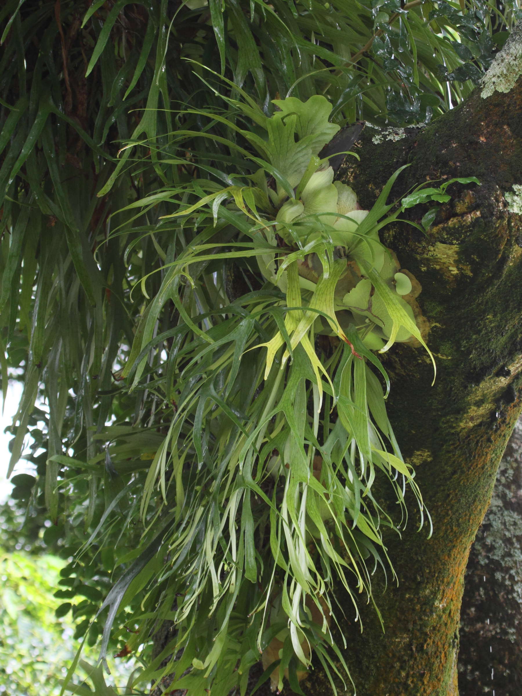 platycerium_alcicorne1bd