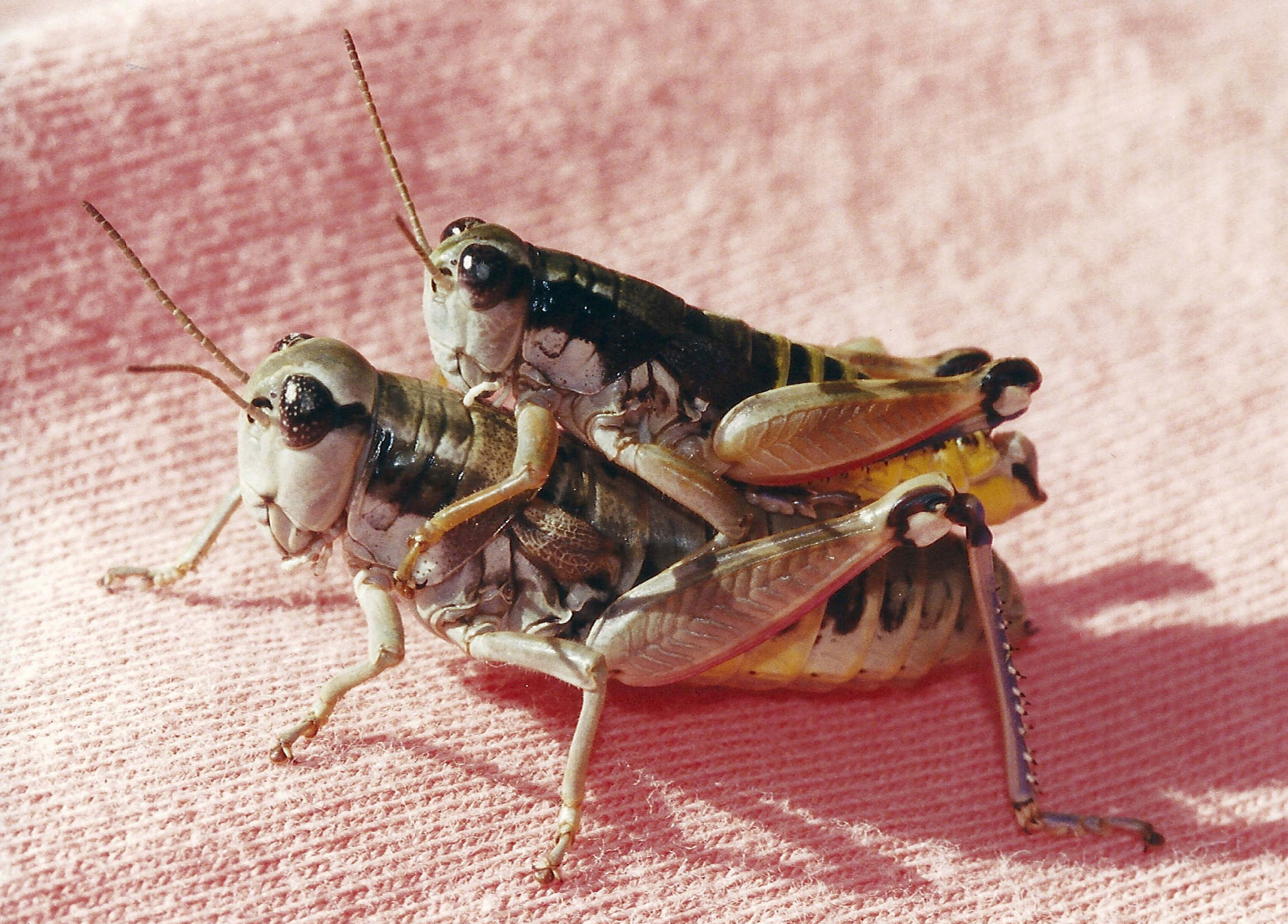 podisma_pedestris1md