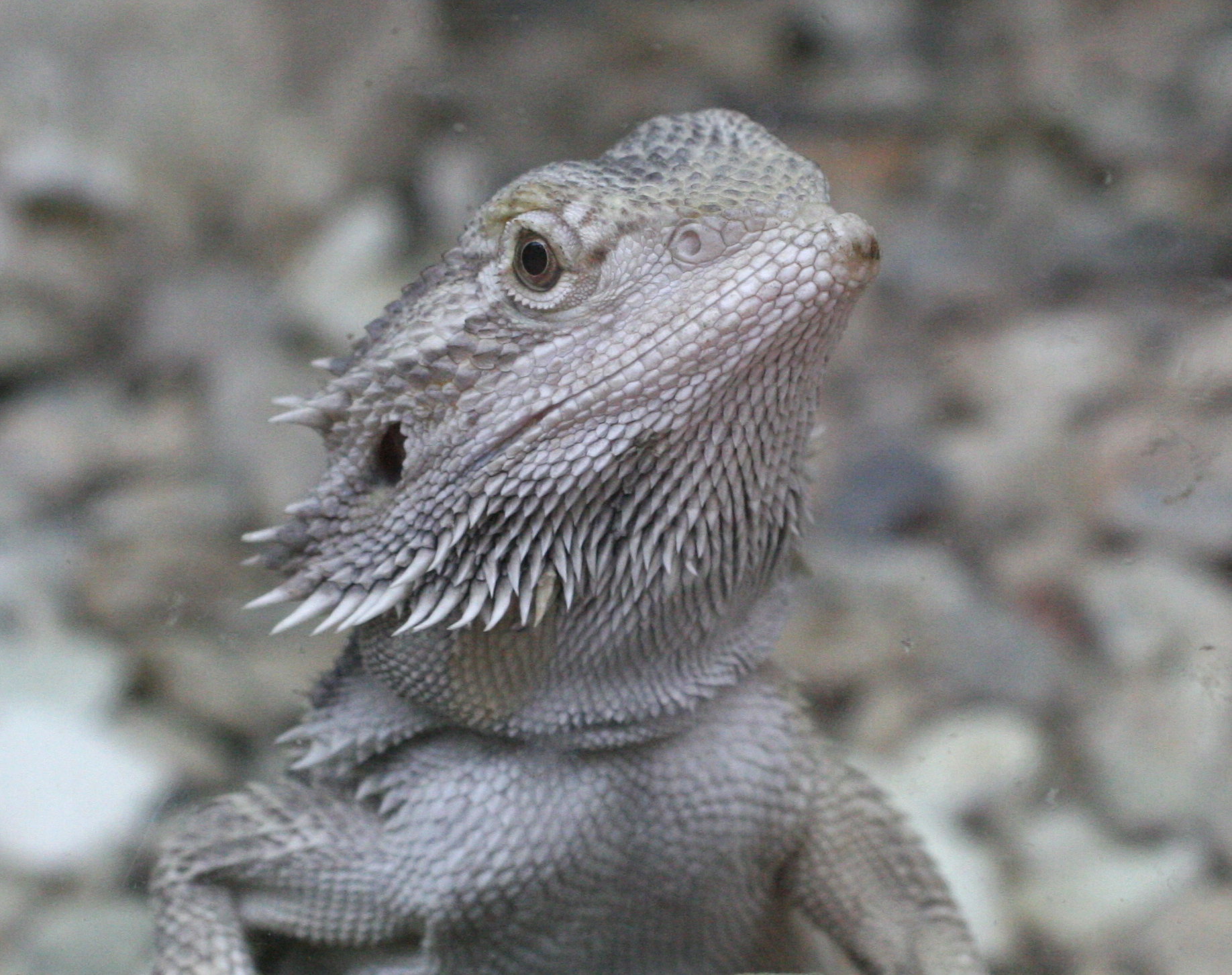 Pogona_vitticeps